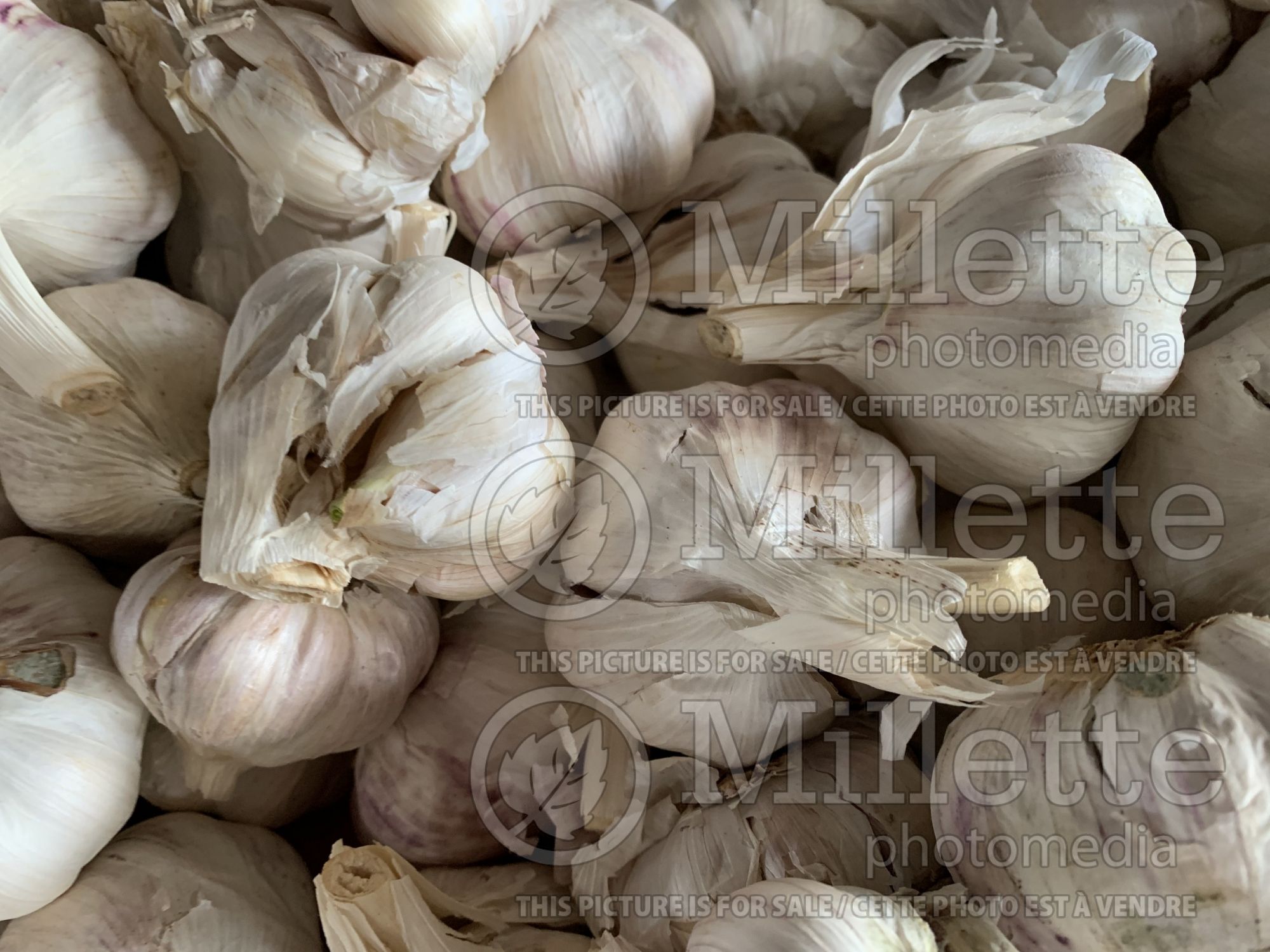 Allium sativum (Garlic vegetable) 4