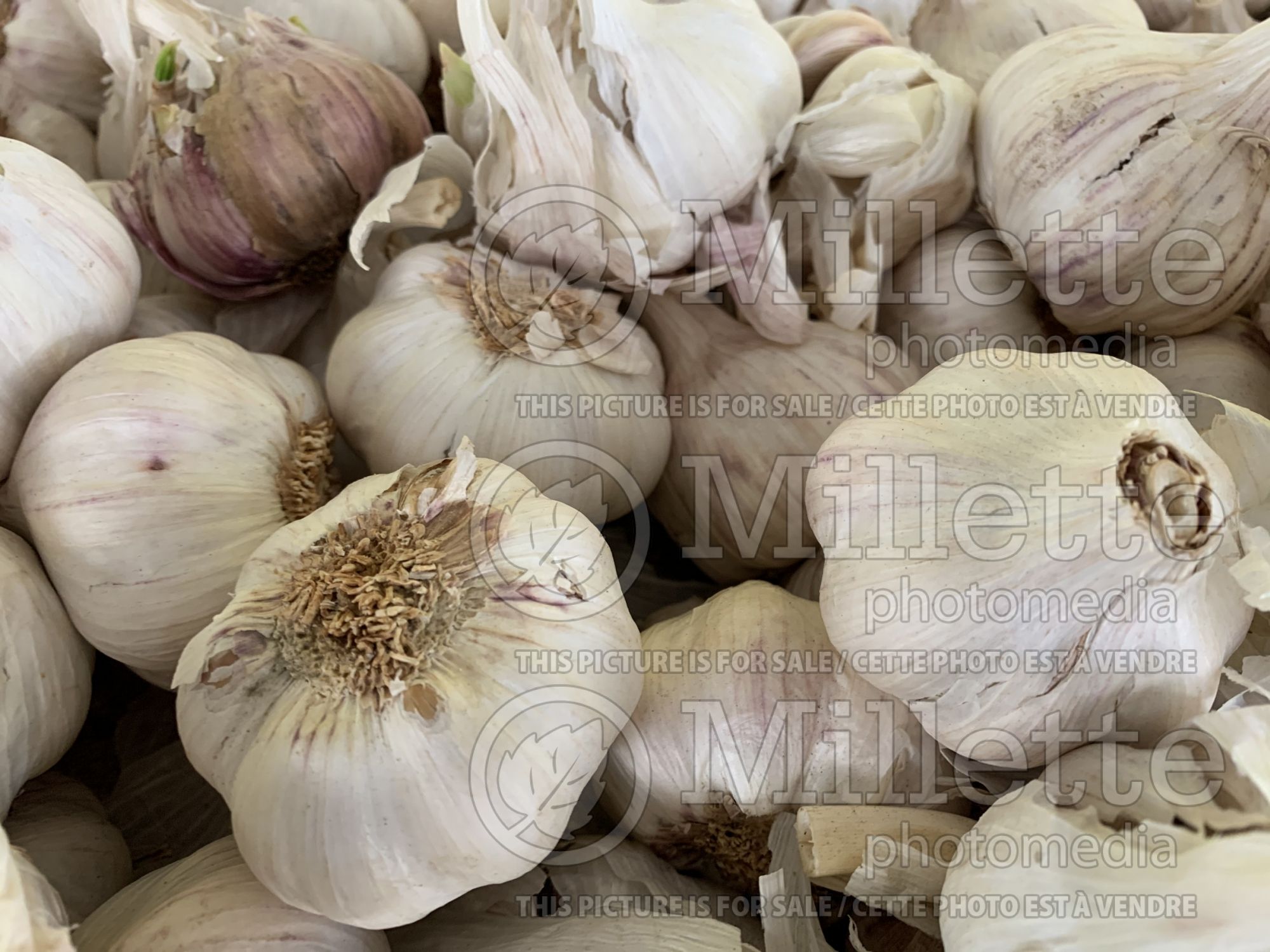 Allium sativum (Garlic vegetable) 5