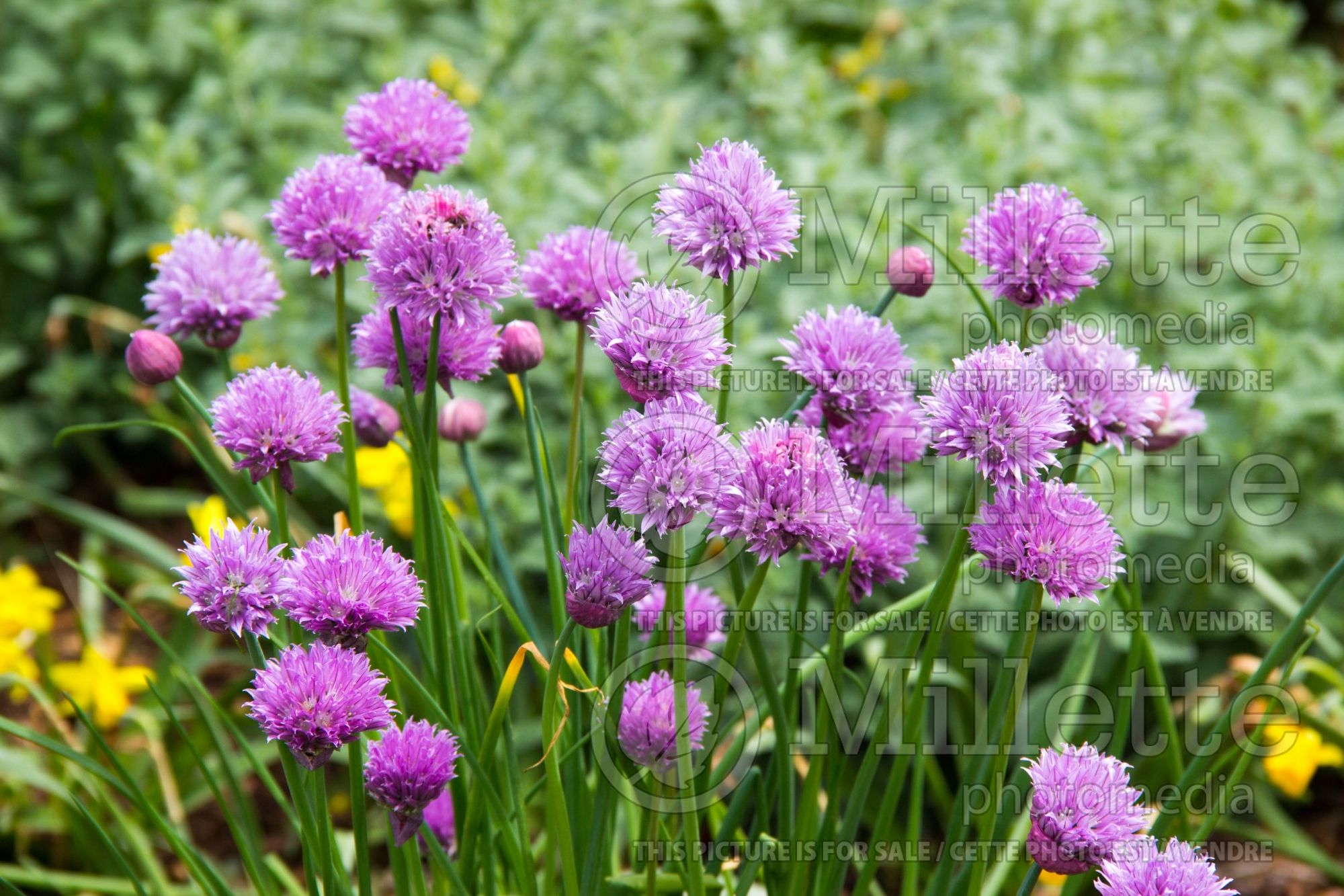 Allium schoenoprasum (Chives) 10