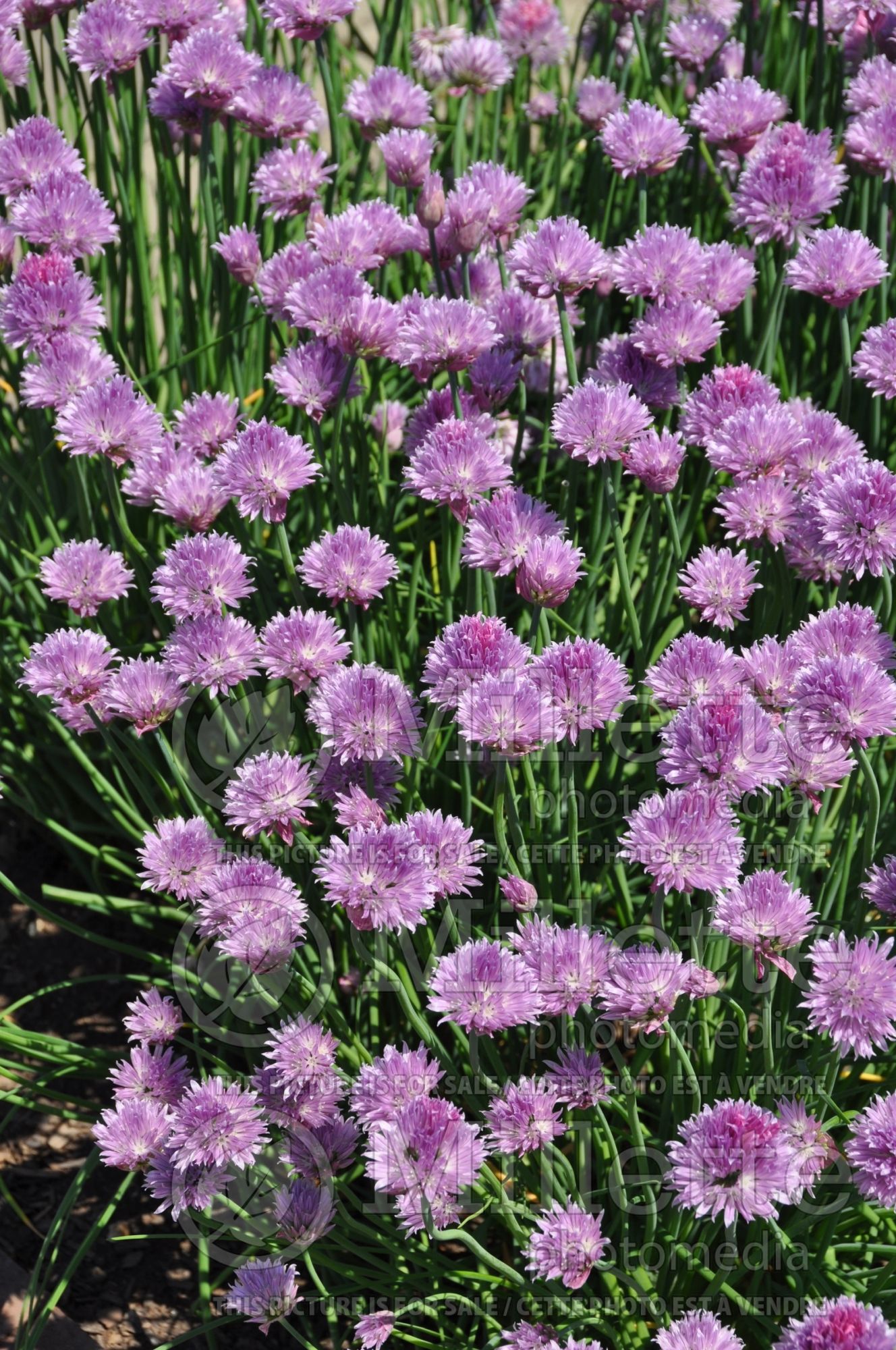 Allium schoenoprasum (Chives) 9