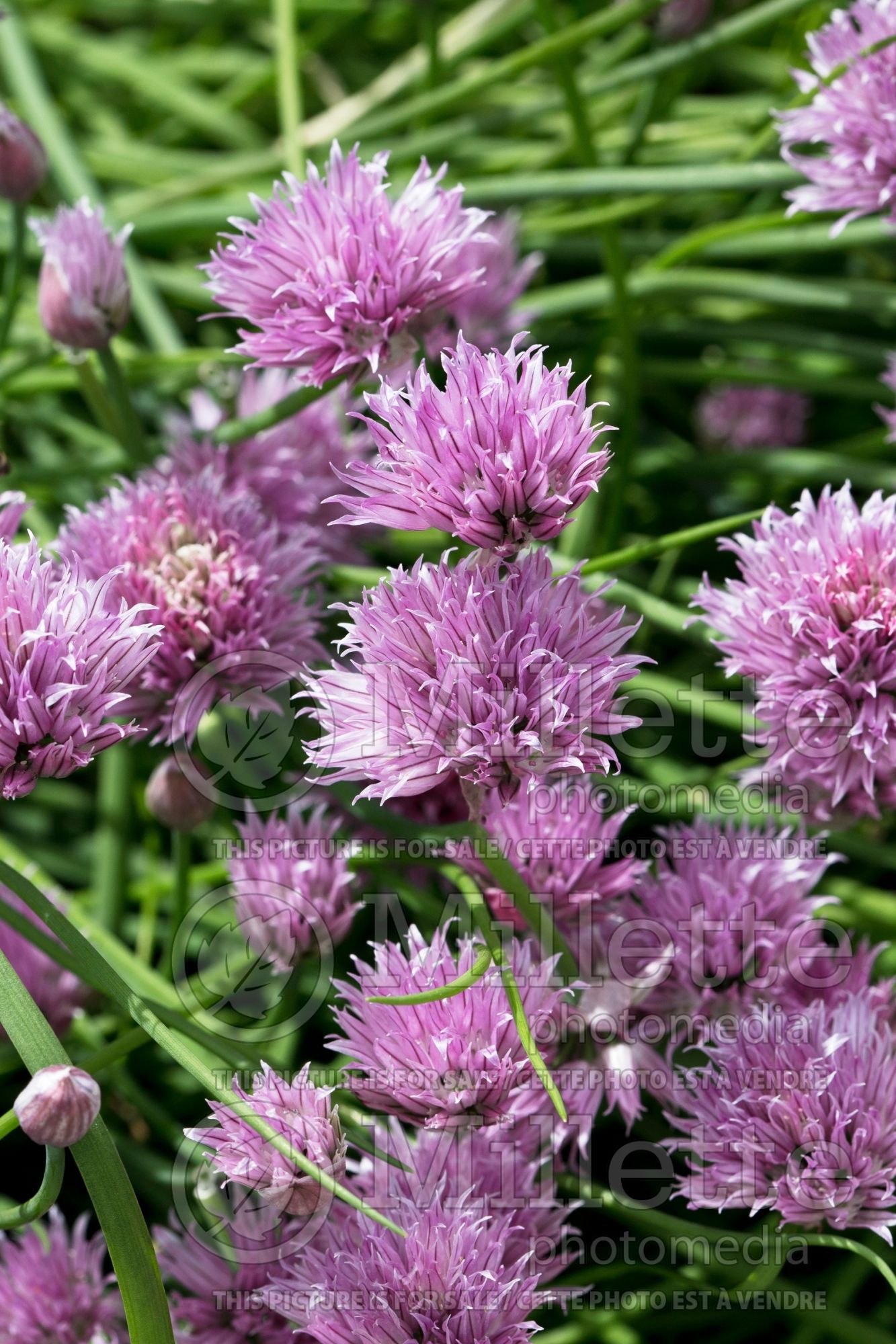 Allium Forescate (Chives) 1