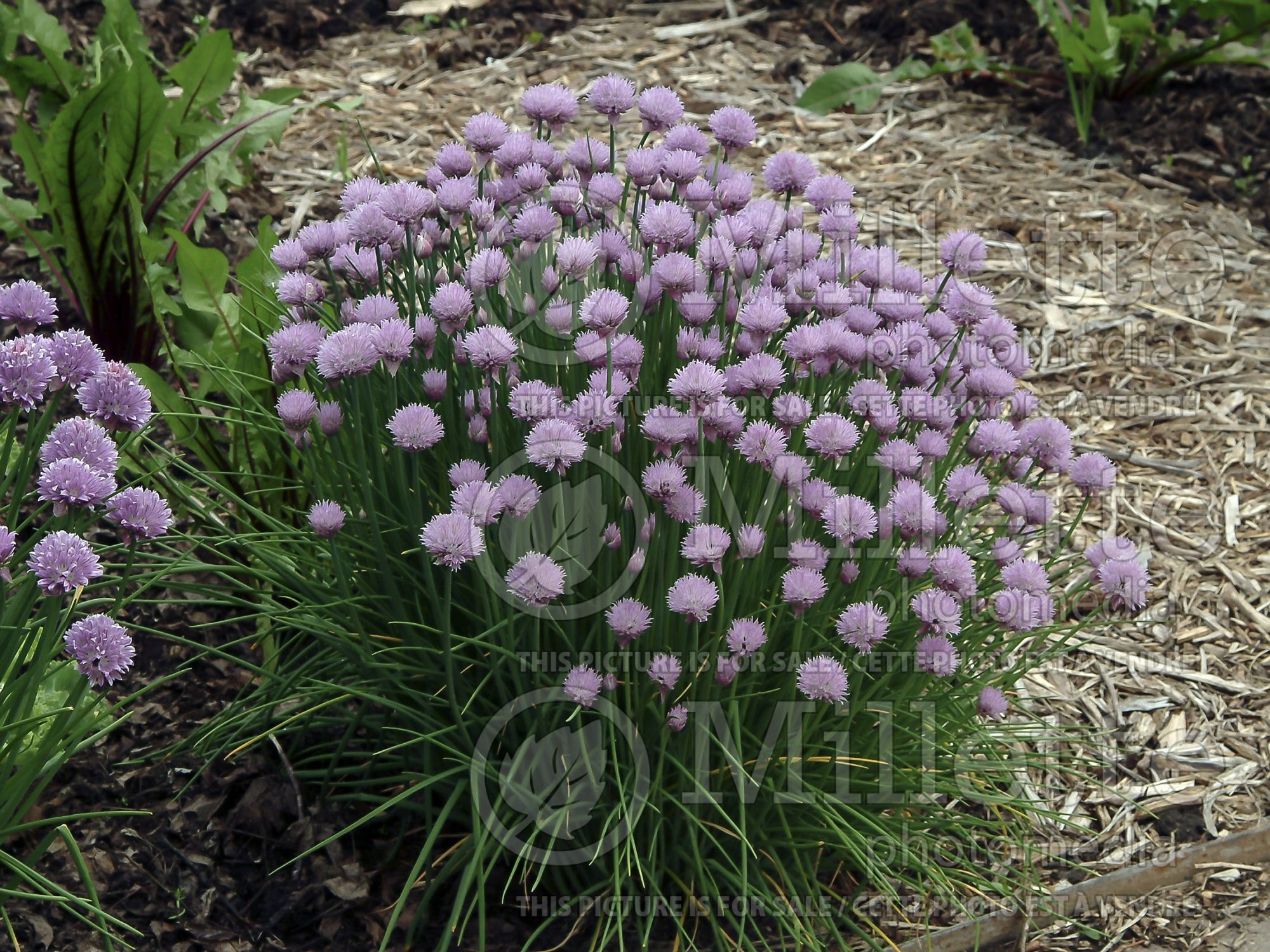 Allium schoenoprasum (Chives) 7