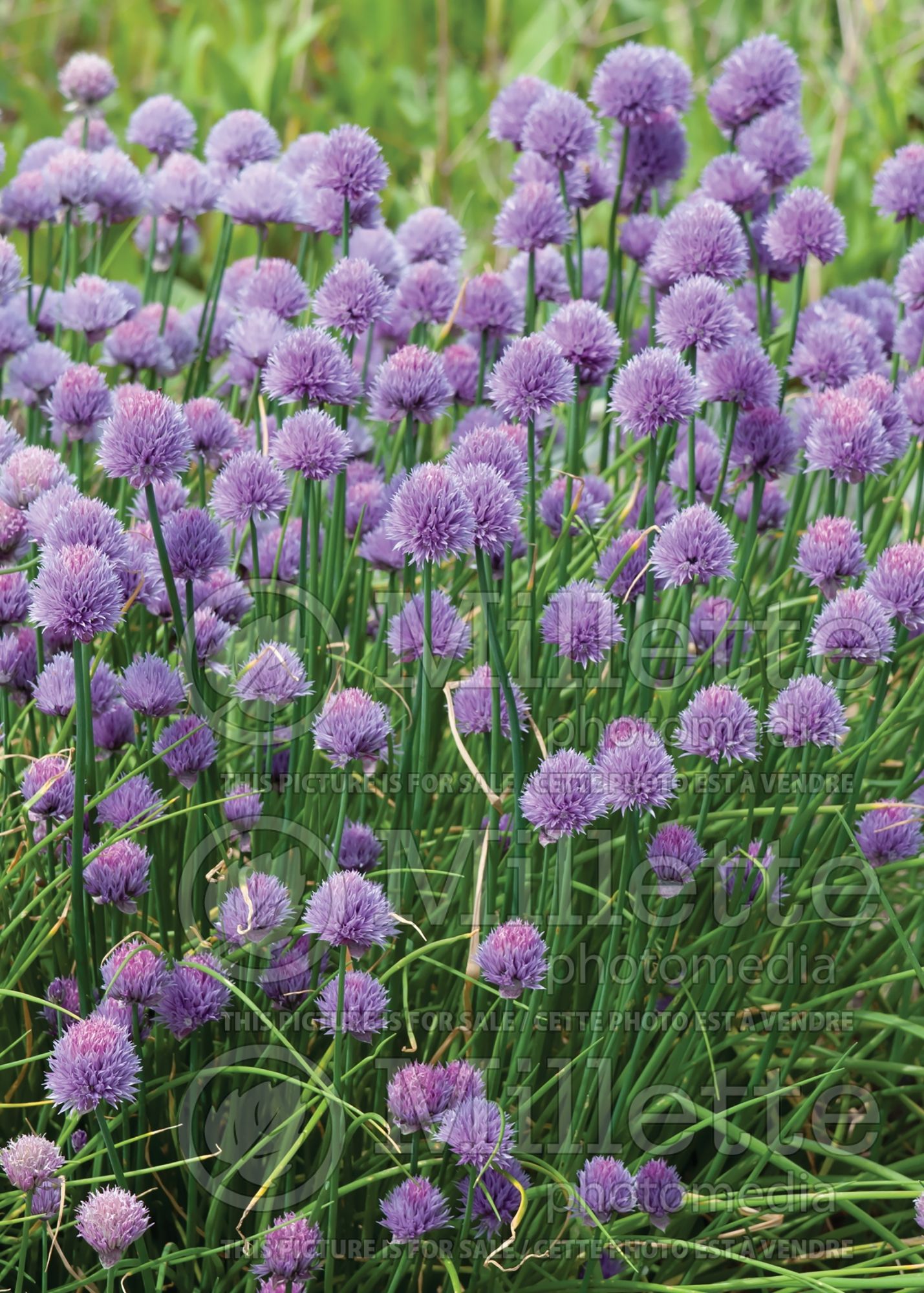 Allium schoenoprasum (Chives) 8