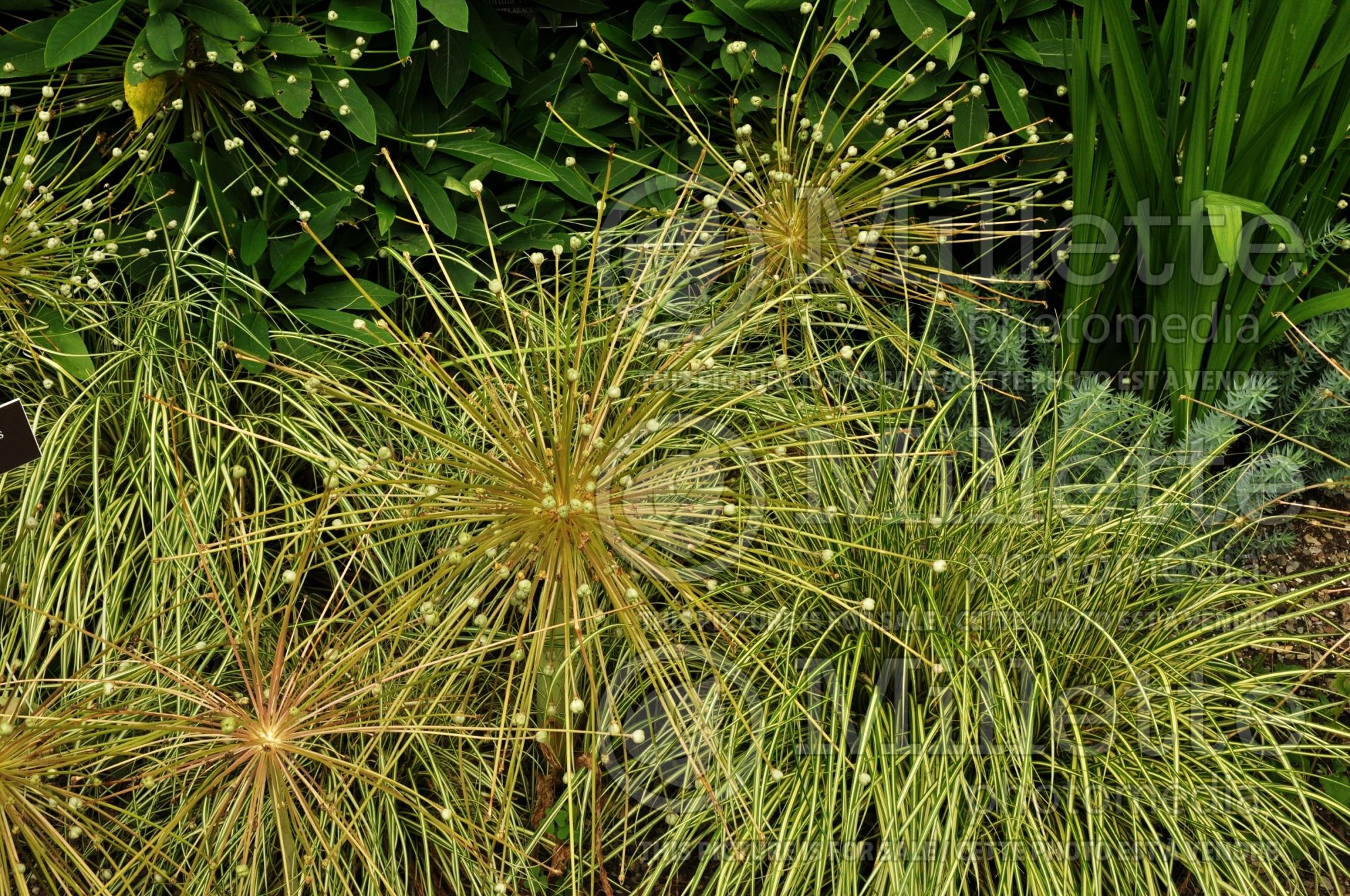 Allium schubertii (Ornamental Onion) 2