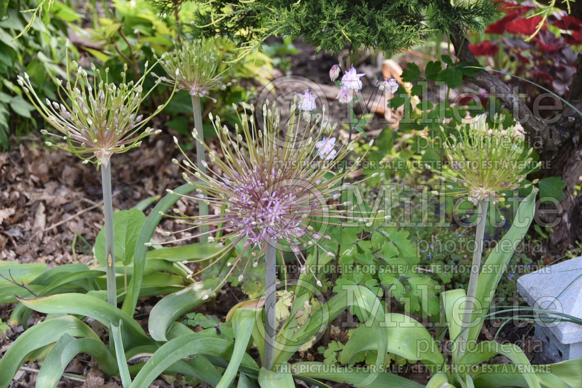Allium schubertii (Ornamental Onion) 10