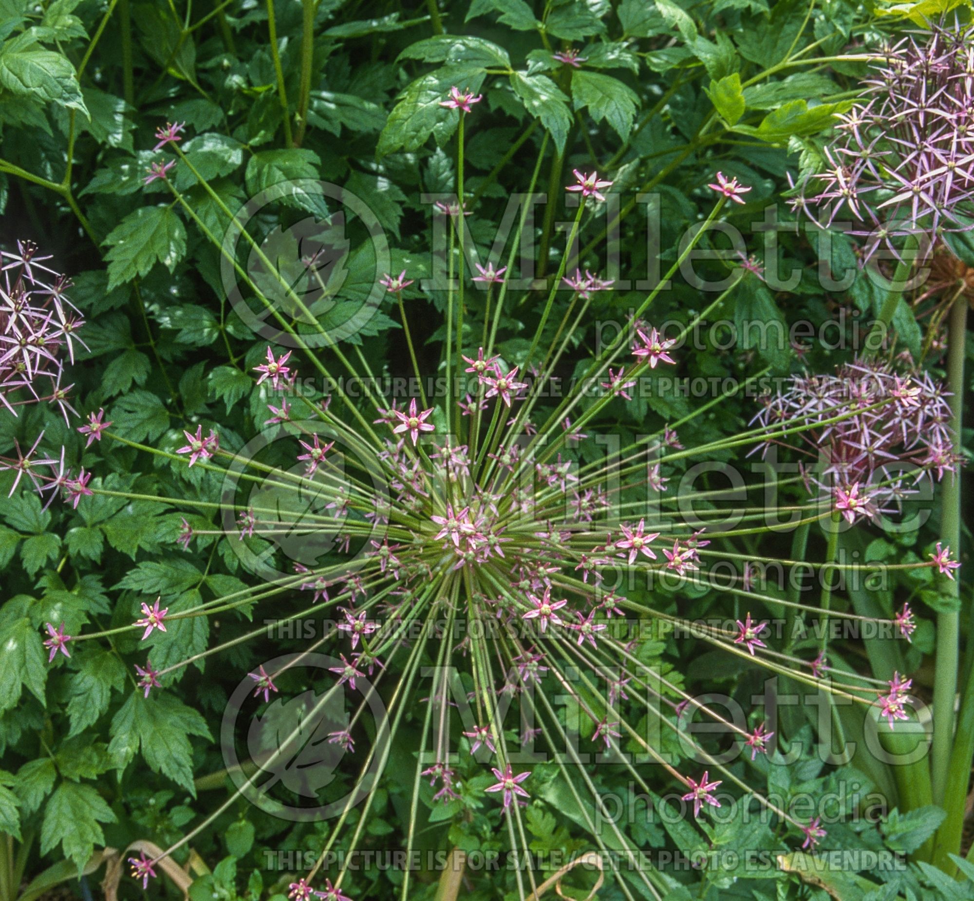 Allium schubertii (Ornamental Onion) 15