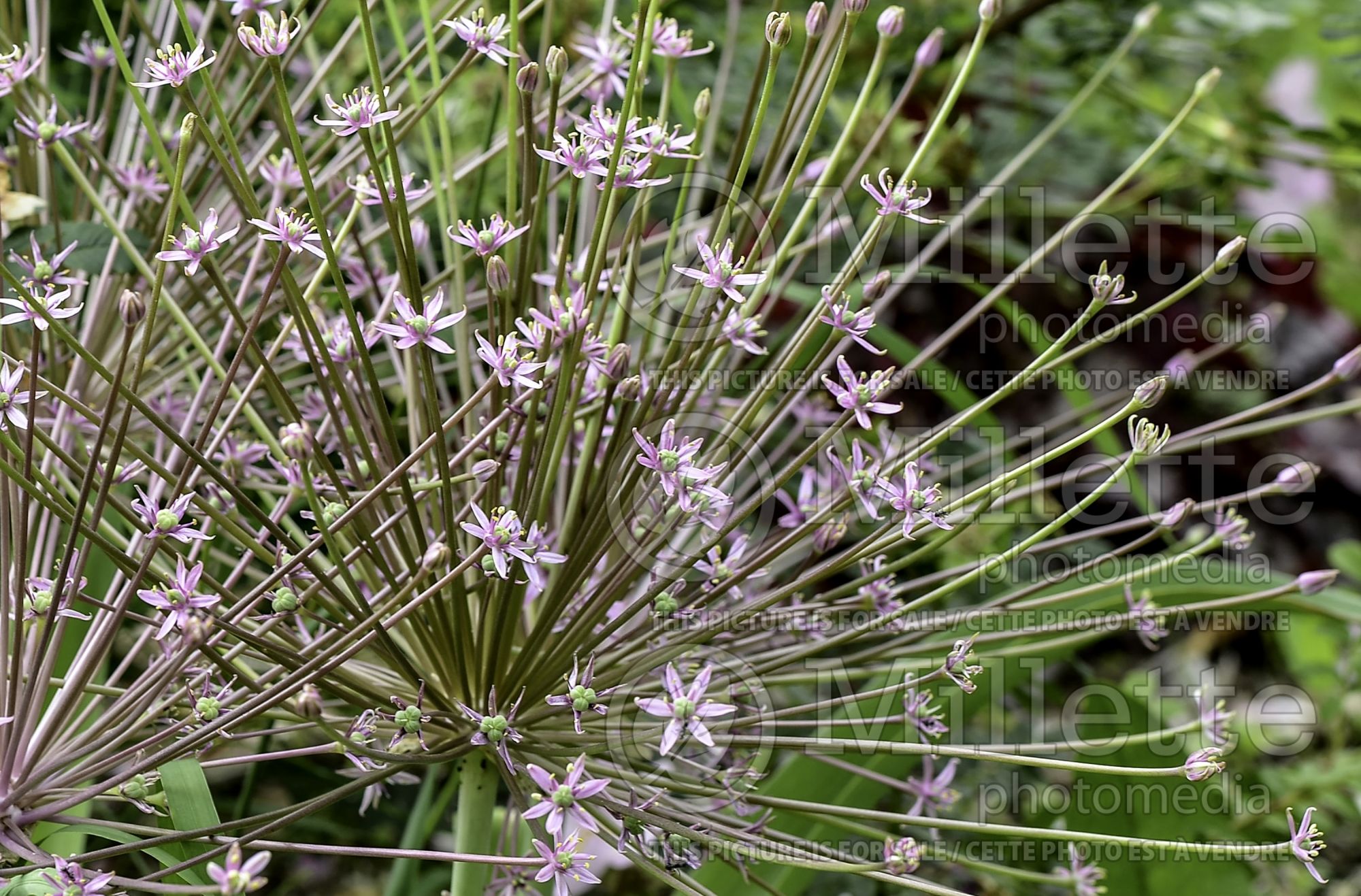 Allium schubertii (Ornamental Onion) 1
