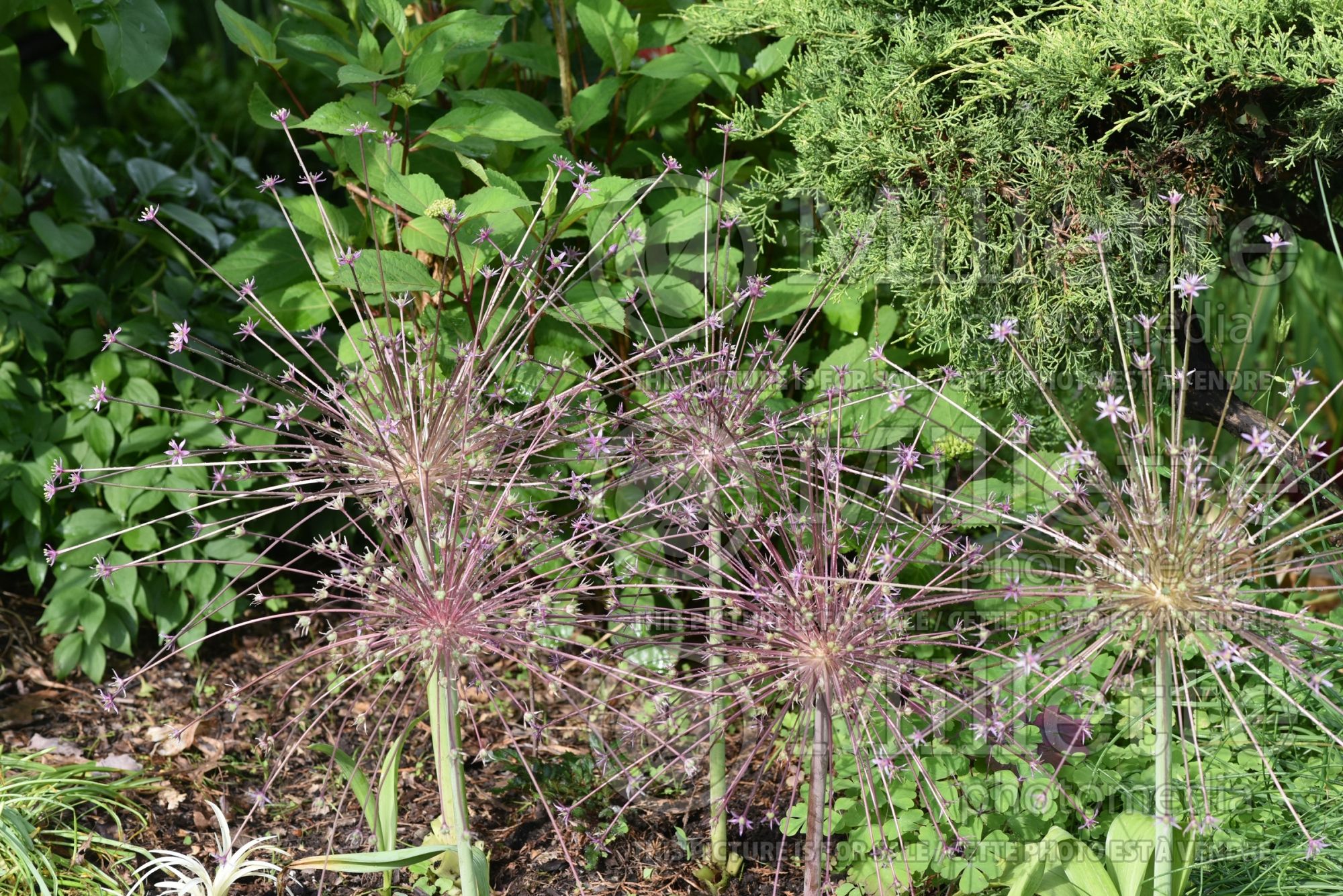 Allium schubertii (Ornamental Onion) 4