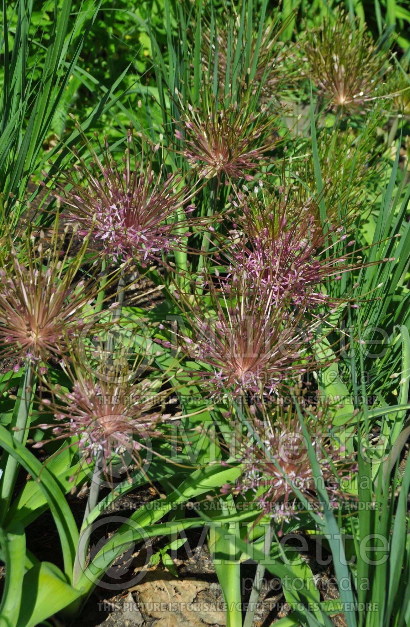 Allium schubertii (Ornamental Onion) 5