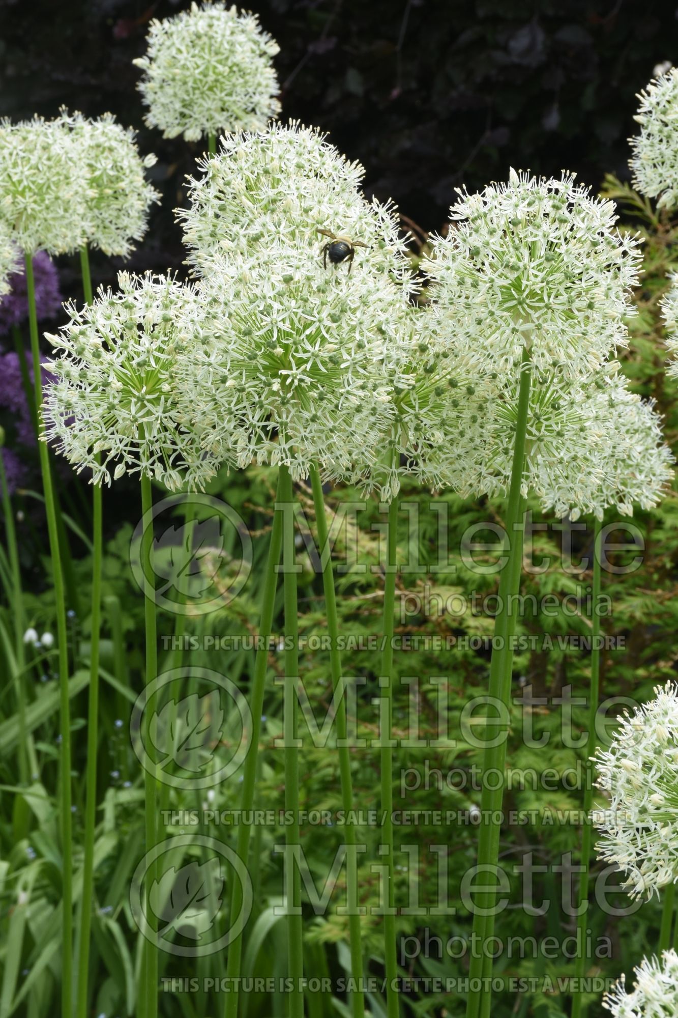 Allium Mount Everest (Garlic) 6