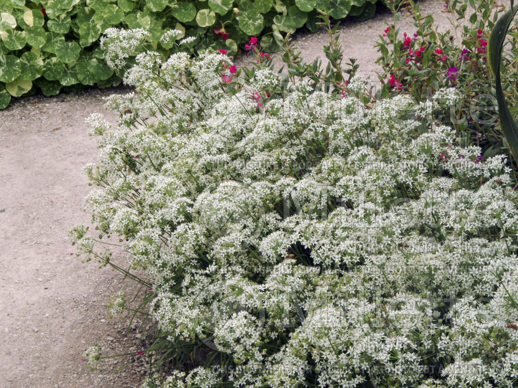 Allium tuberosum (garlic chives, Oriental garlic, Asian chives, Chinese chives, Chinese leek) 6
