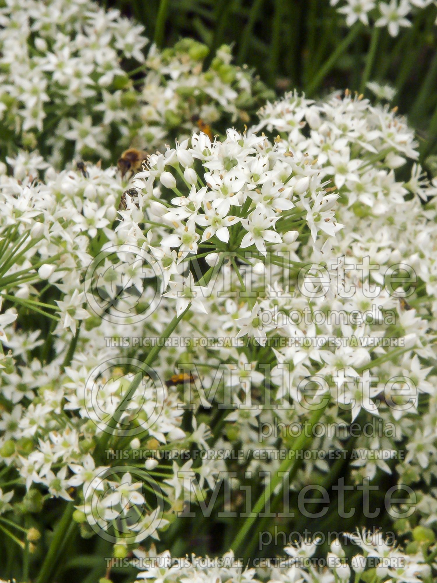 Allium tuberosum (garlic chives, Oriental garlic, Asian chives, Chinese chives, Chinese leek) 7