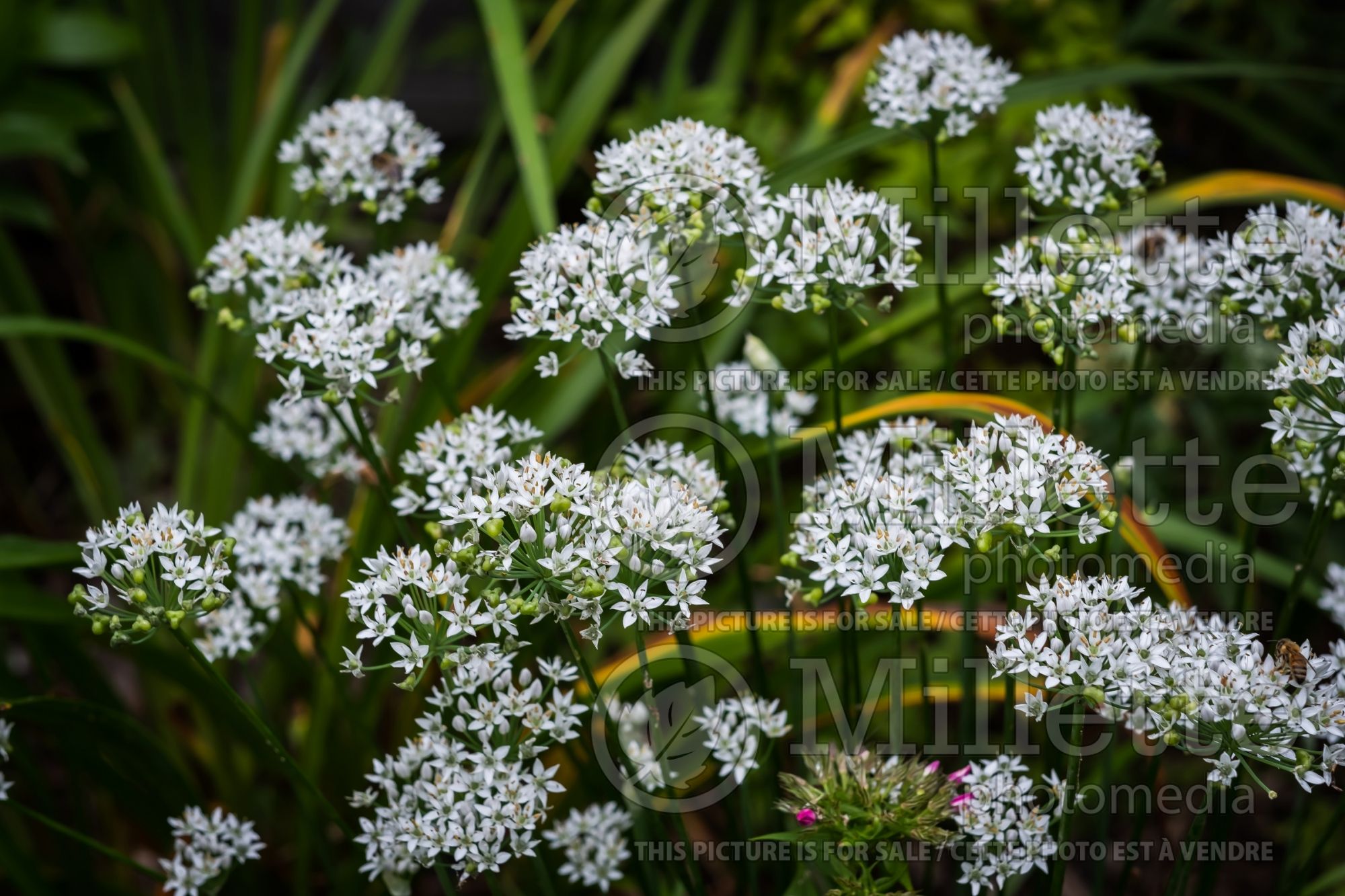 Allium tuberosum (garlic chives, Oriental garlic, Asian chives, Chinese chives, Chinese leek) 3