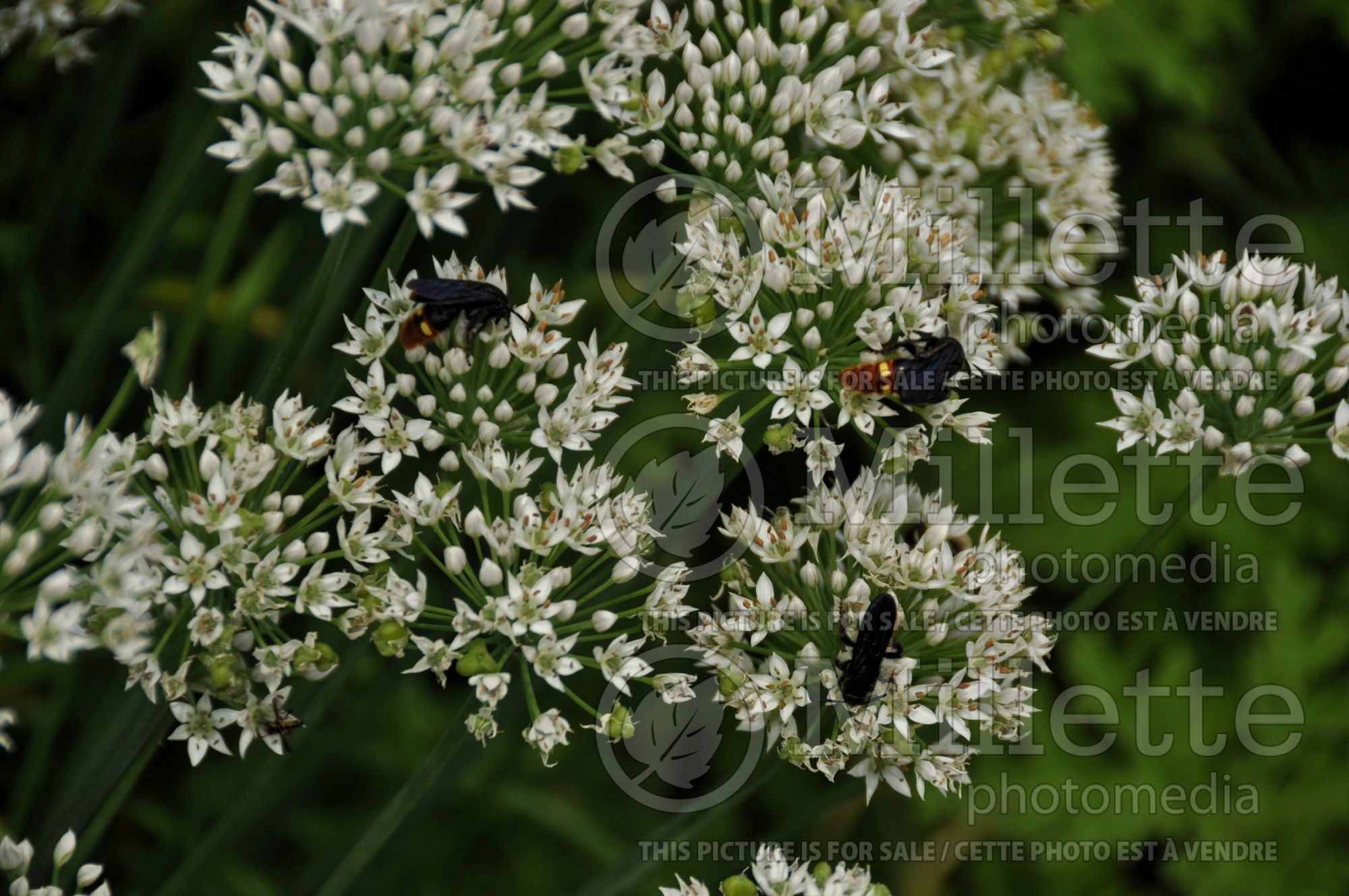 Allium tuberosum (garlic chives, Oriental garlic, Asian chives, Chinese chives, Chinese leek) 4