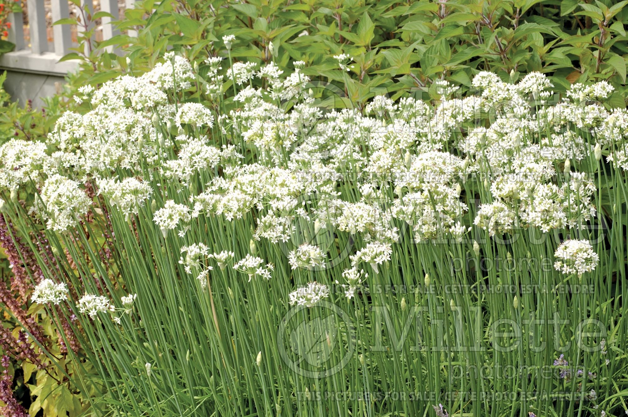 Allium tuberosum (garlic chives, Oriental garlic, Asian chives, Chinese chives, Chinese leek) 5