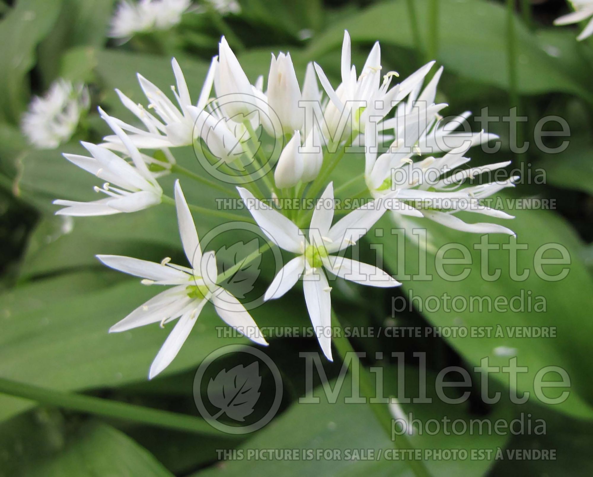 Allium ursinum (wild garlic, ramsons, buckrams, broad-leaved garlic, wood garlic, bear leek or bear's garlic) 1