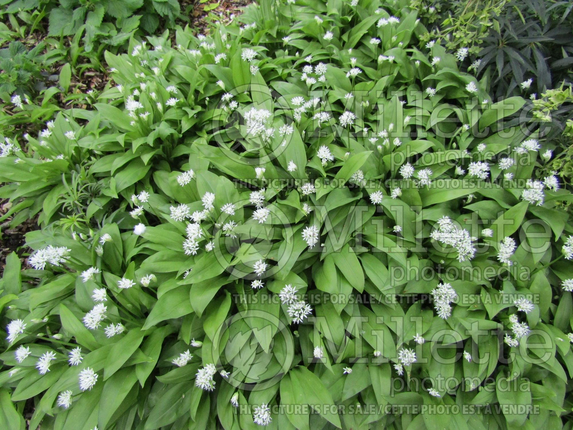 Allium ursinum (wild garlic, ramsons, buckrams, broad-leaved garlic, wood garlic, bear leek or bear's garlic) 2