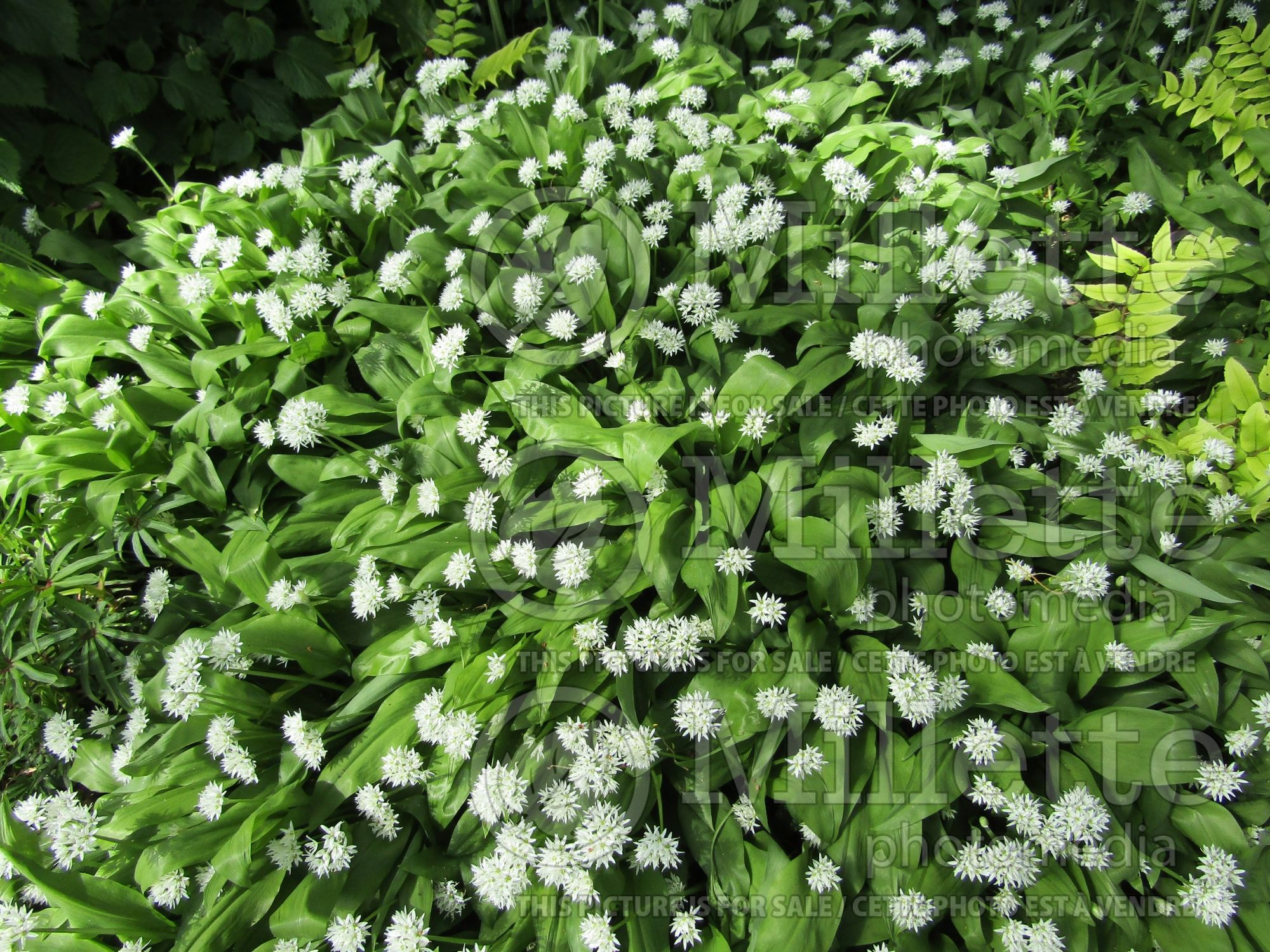 Allium ursinum (wild garlic, ramsons, buckrams, broad-leaved garlic, wood garlic, bear leek or bear's garlic) 3