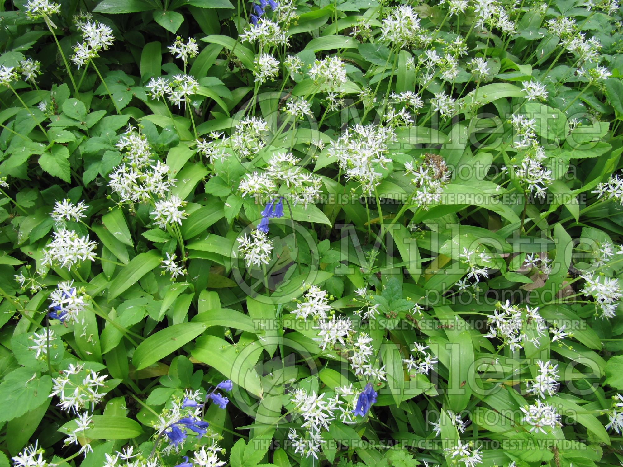 Allium ursinum (wild garlic, ramsons, buckrams, broad-leaved garlic, wood garlic, bear leek or bear's garlic) 4