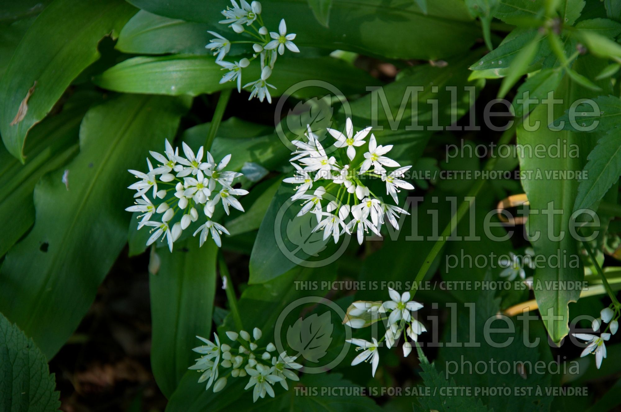 Allium ursinum (wild garlic, ramsons, buckrams, broad-leaved garlic, wood garlic, bear leek or bear's garlic) 5