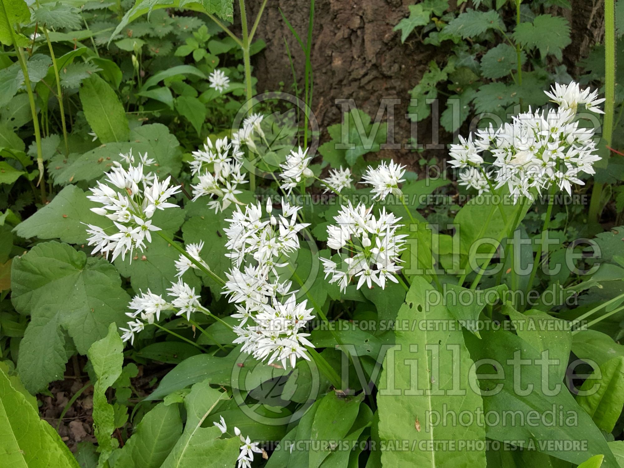 Allium ursinum (wild garlic, ramsons, buckrams, broad-leaved garlic, wood garlic, bear leek or bear's garlic) 6
