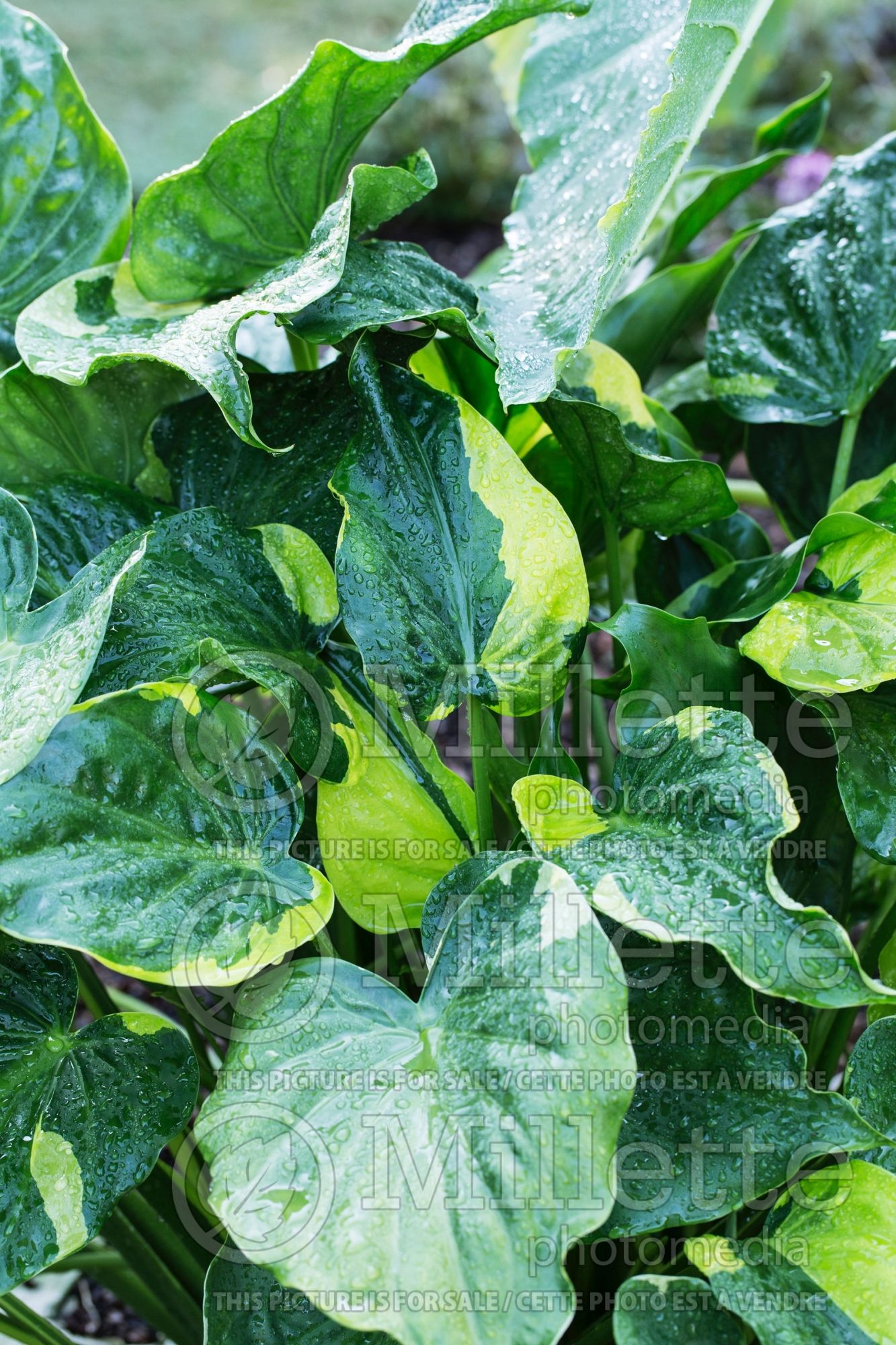 Alocasia Yellow Tail (Alocasia elephant ear taro) 1