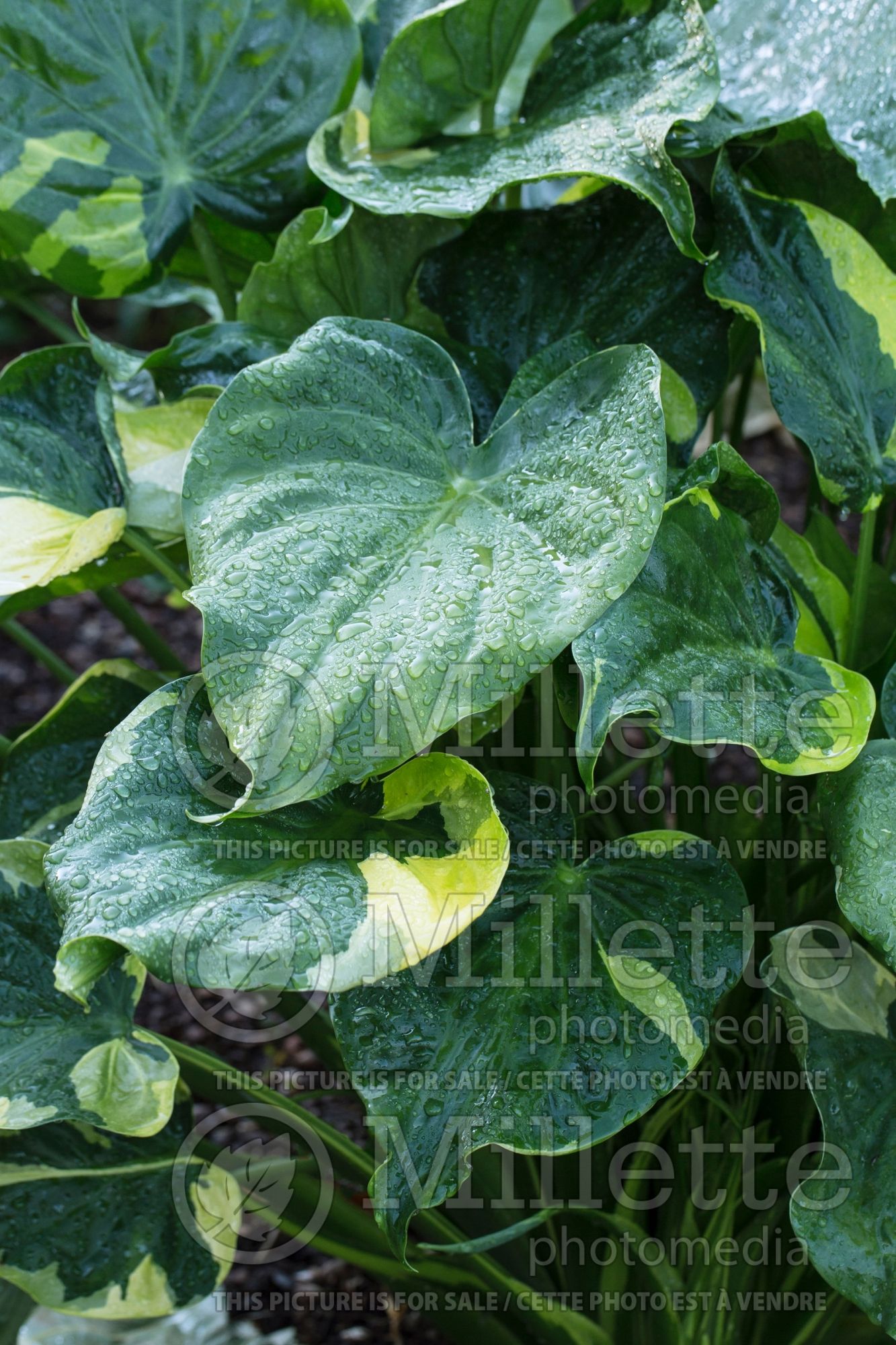 Alocasia Yellow Tail (Alocasia elephant ear taro) 2