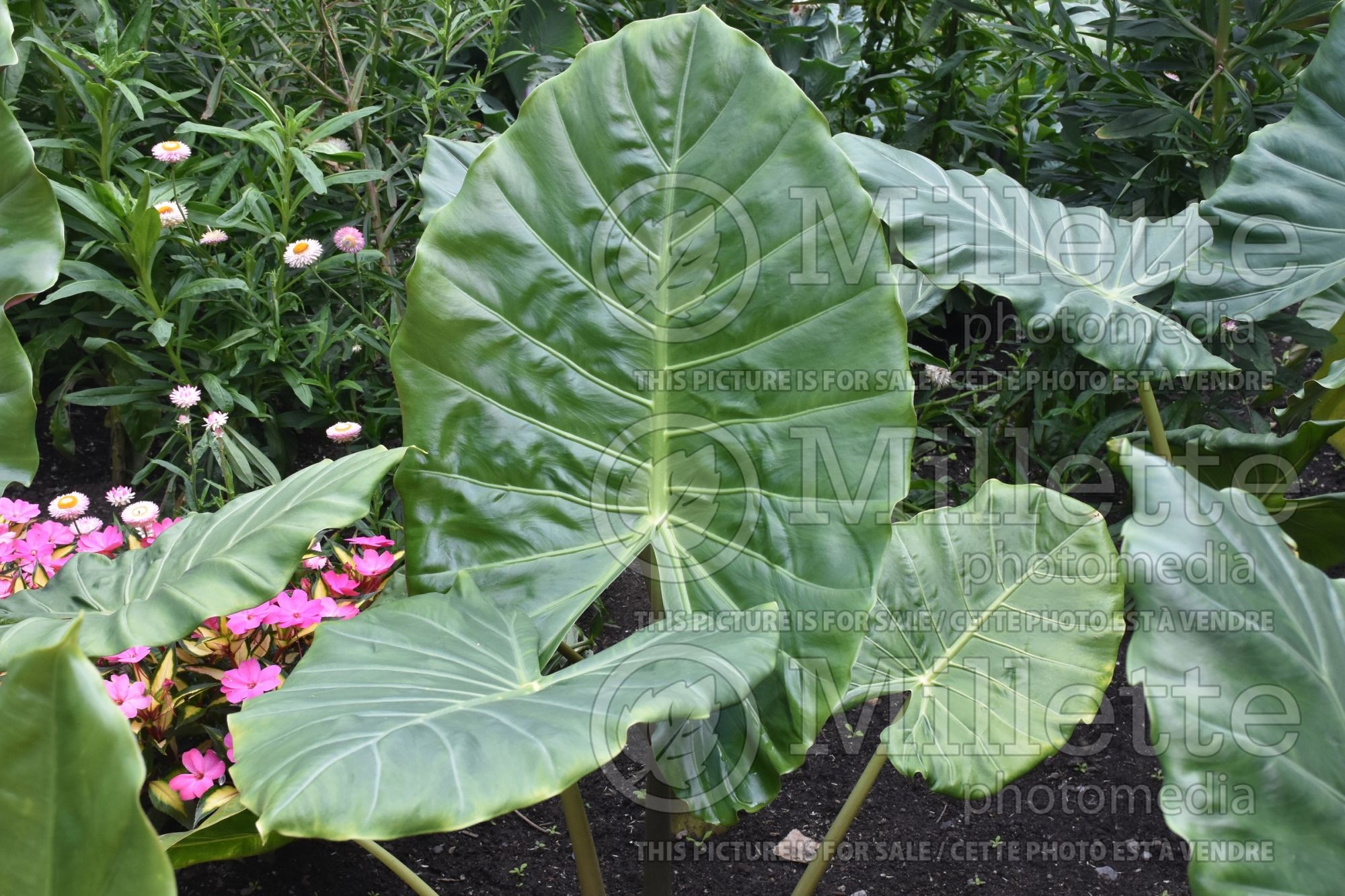 Alocasia Kuching Mask (Alocasia elephant ear taro) 2