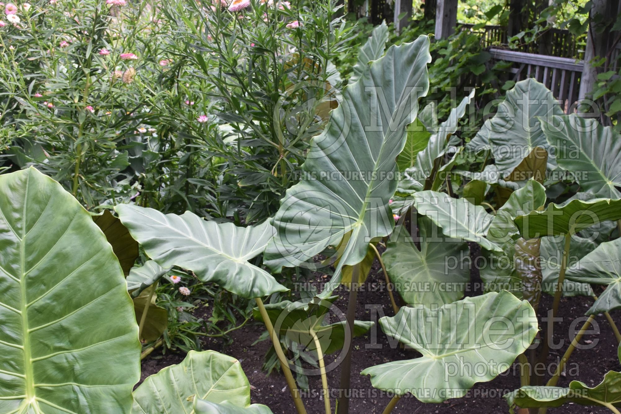 Alocasia Kuching Mask (Alocasia elephant ear taro) 1