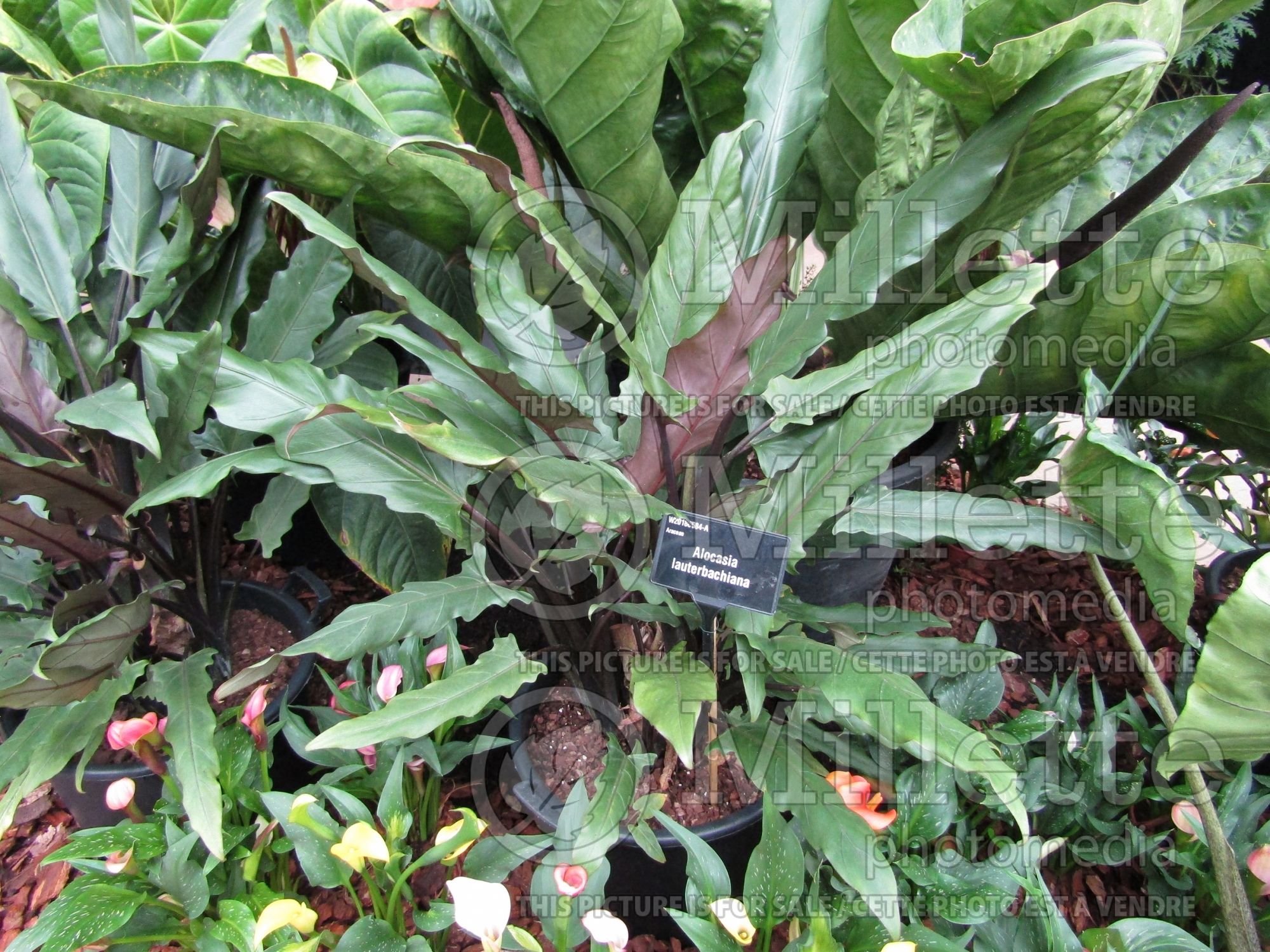 Alocasia lauterbachiana (Purple Sword Alocasia) 2
