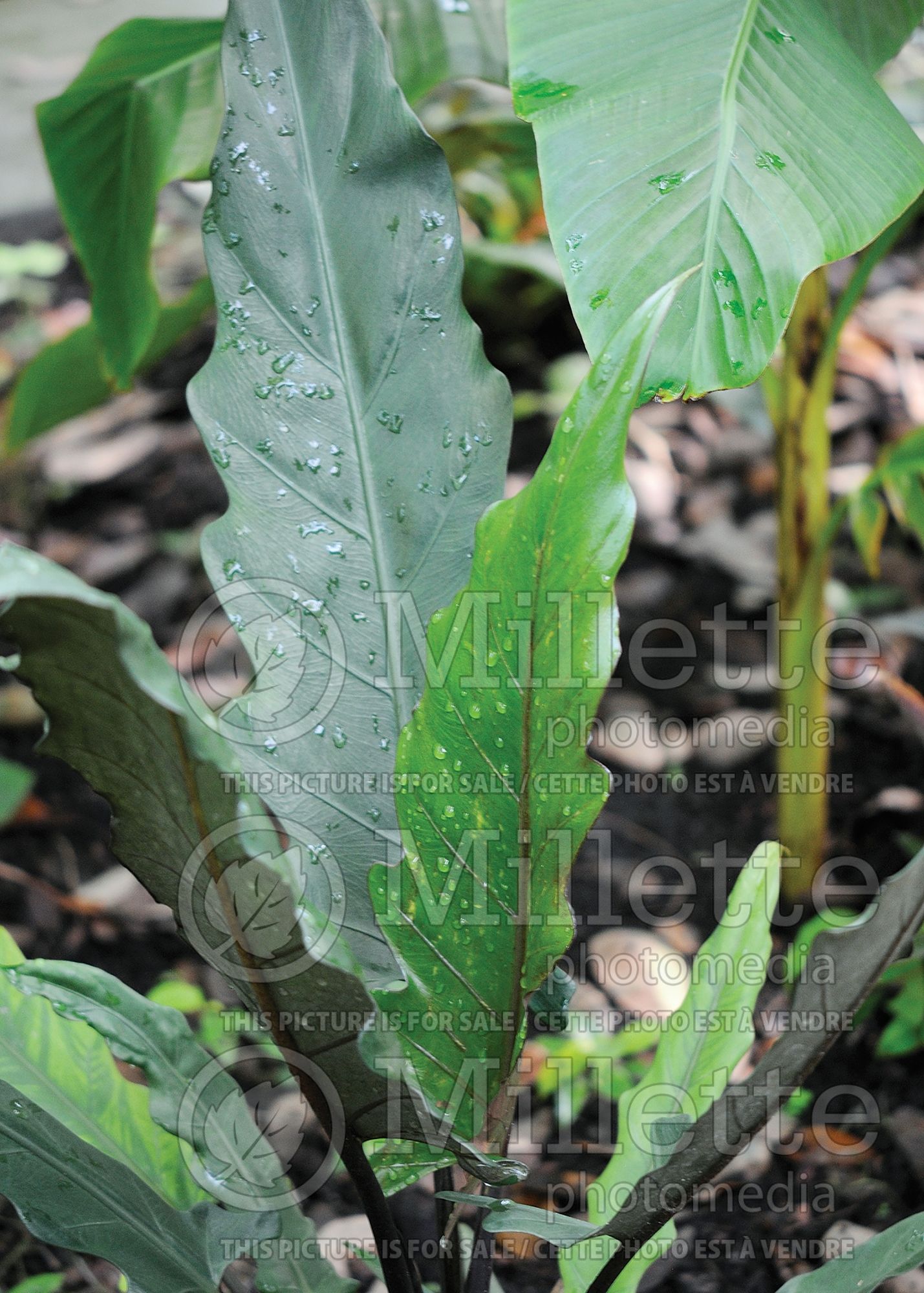 Alocasia lauterbachiana (Purple Sword Alocasia) 1