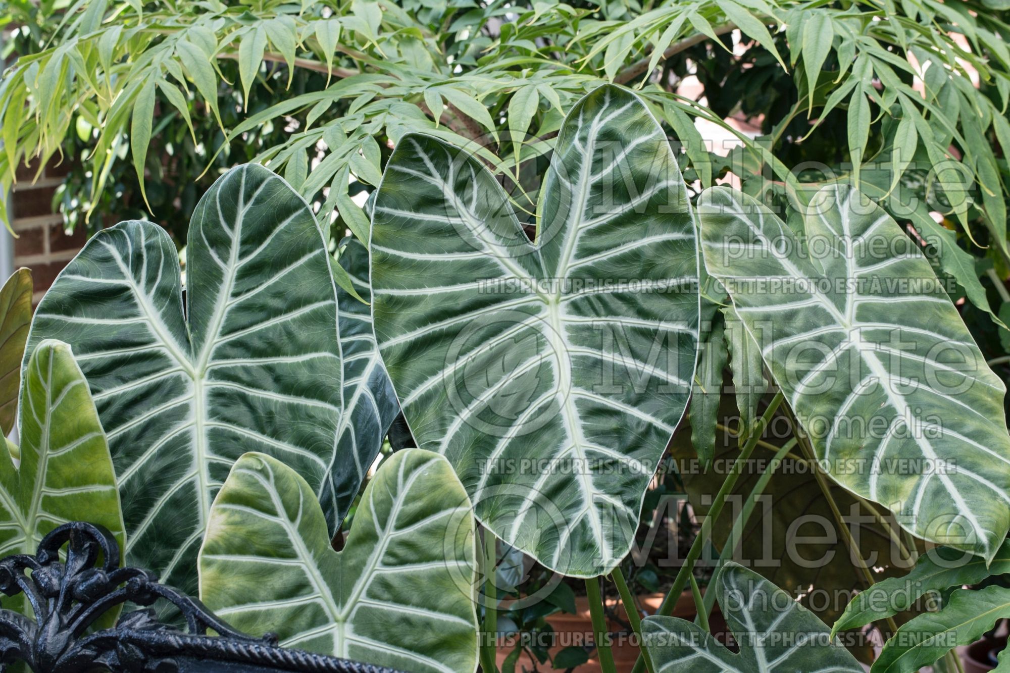 Alocasia Veitchii (Alocasia elephant ear taro) 2