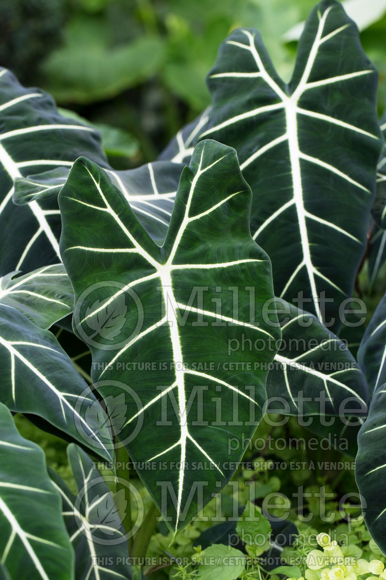 Alocasia Frydek (Alocasia elephant ear taro) 6