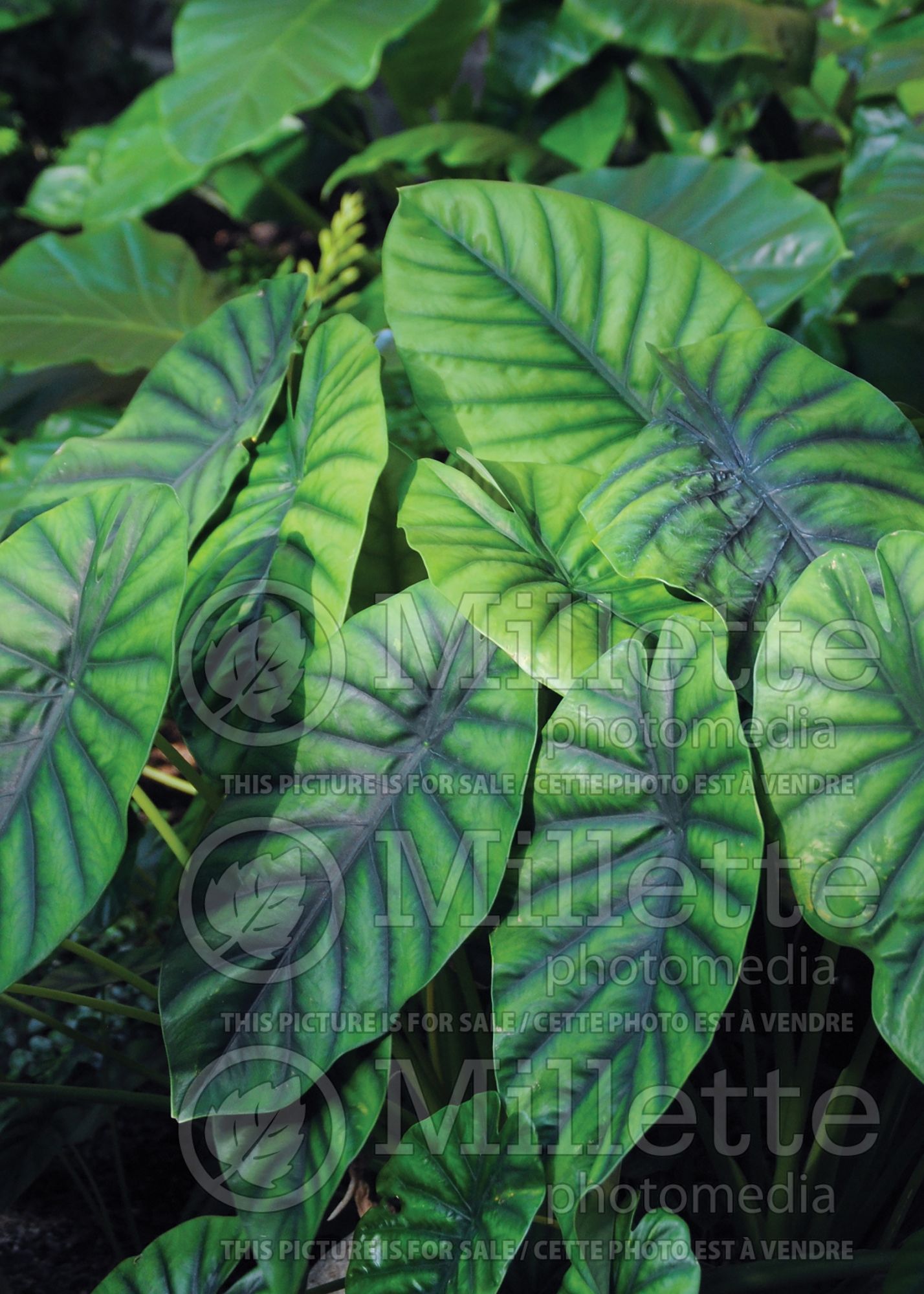 Alocasia zebrina (Alocasia elephant ear taro) 1