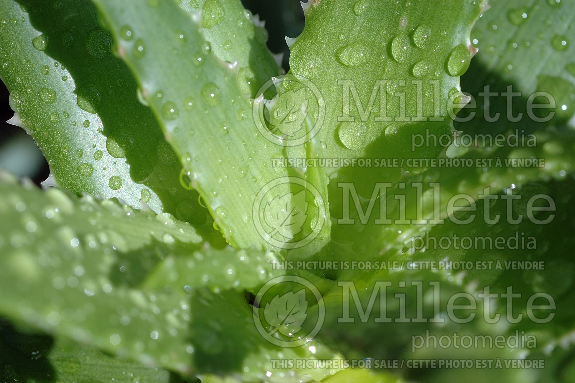 Aloe pluridens (French Aloe cactus) 2