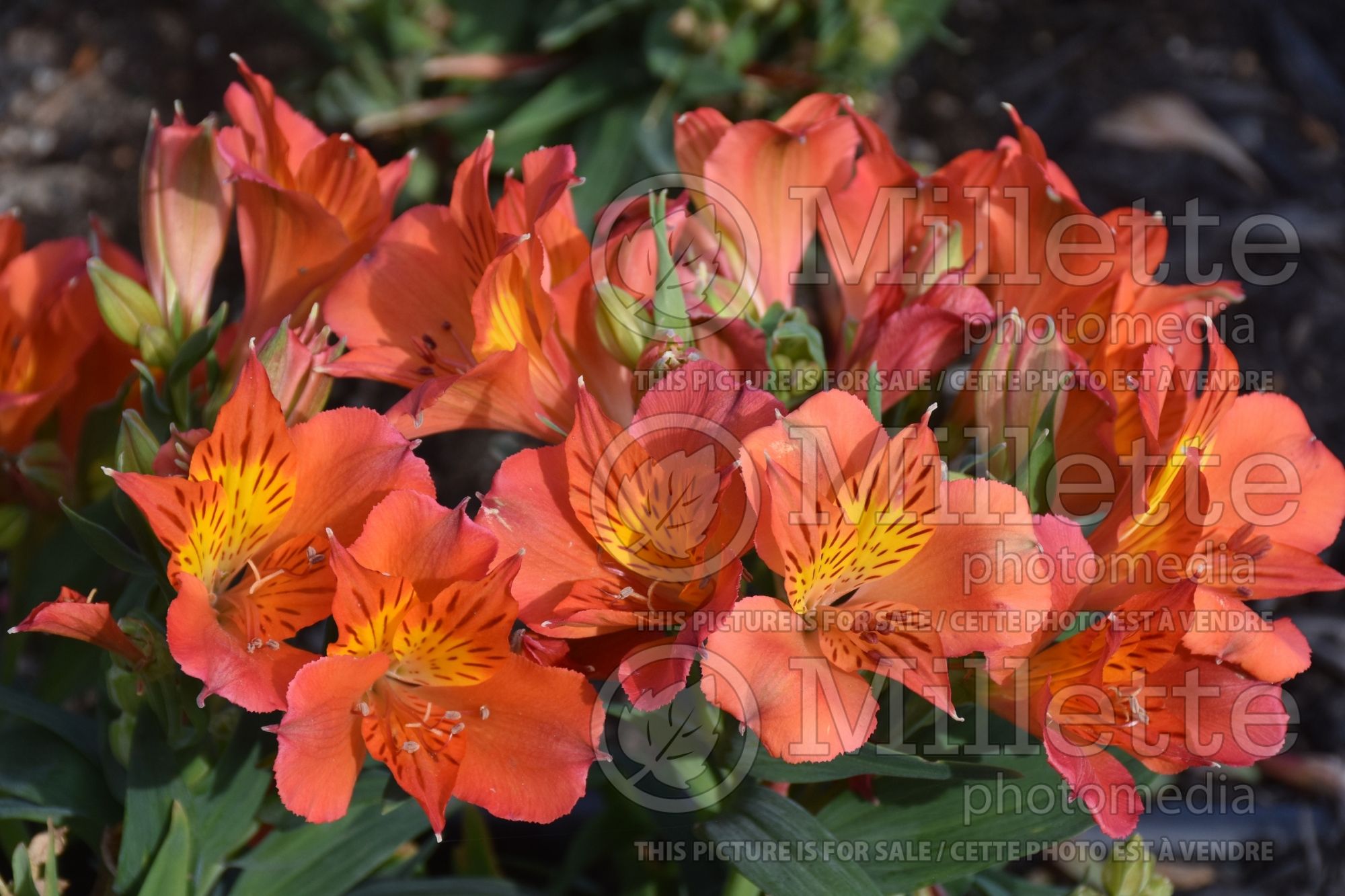 Alstroemeria Colorita Amina (Lily-of-the-Incas) 1