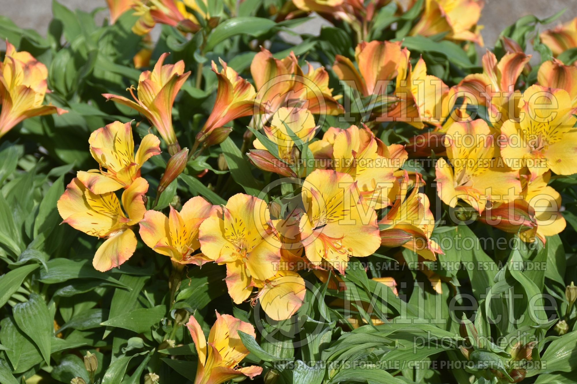 Alstroemeria Colorita Ariane (Lily-of-the-Incas) 1