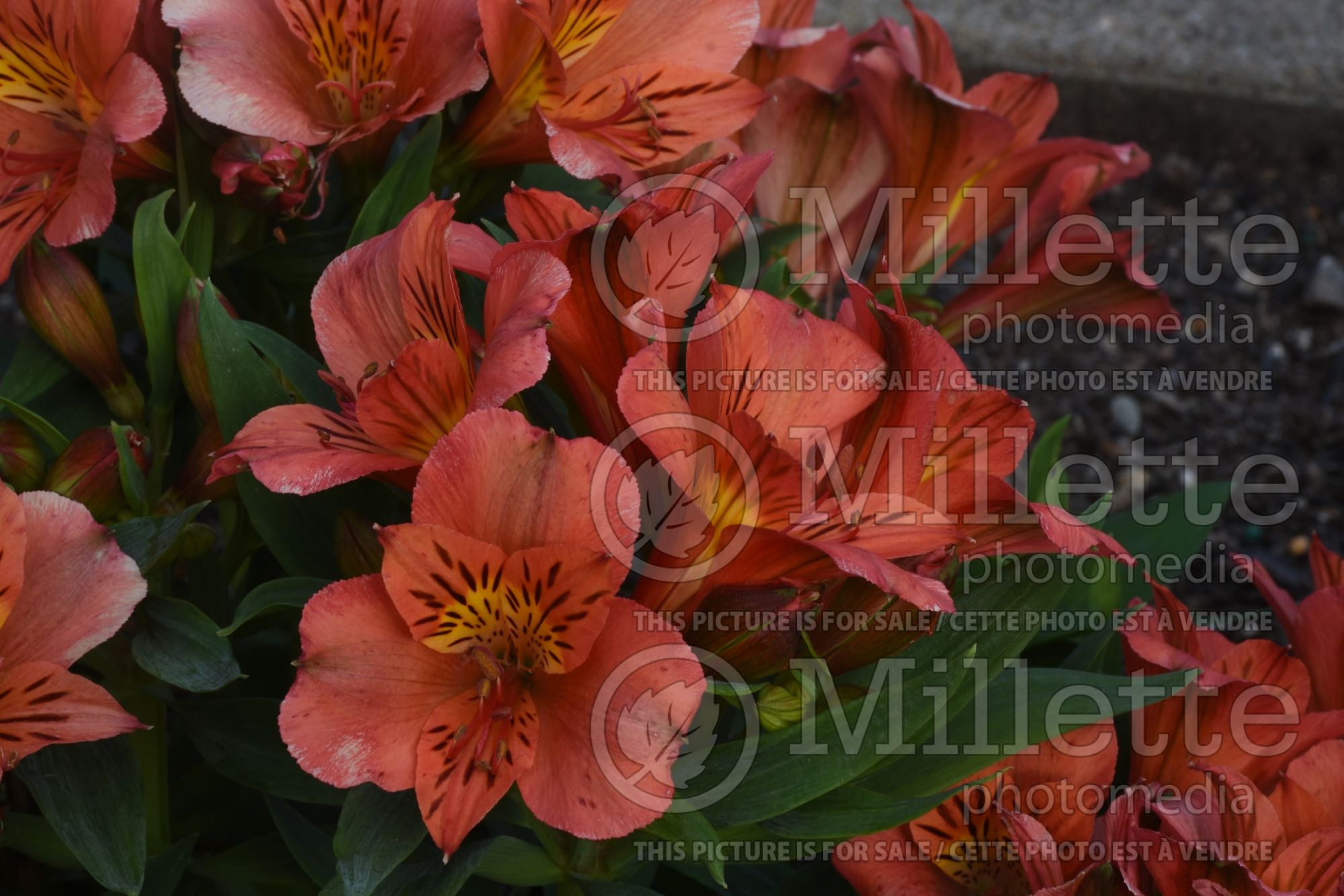 Alstroemeria Colorita Eliane (Lily-of-the-Incas) 1