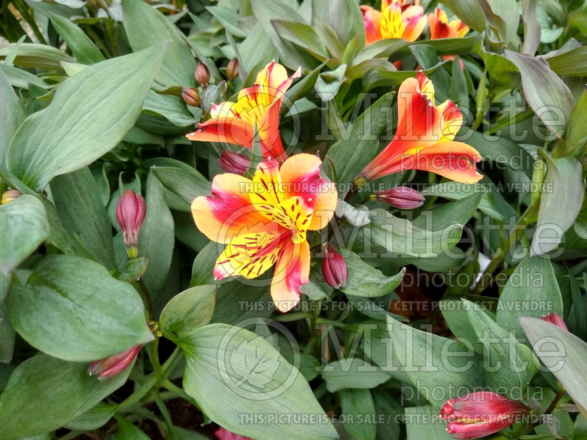 Alstroemeria Indian Summer (Peruvian lilies) 4
