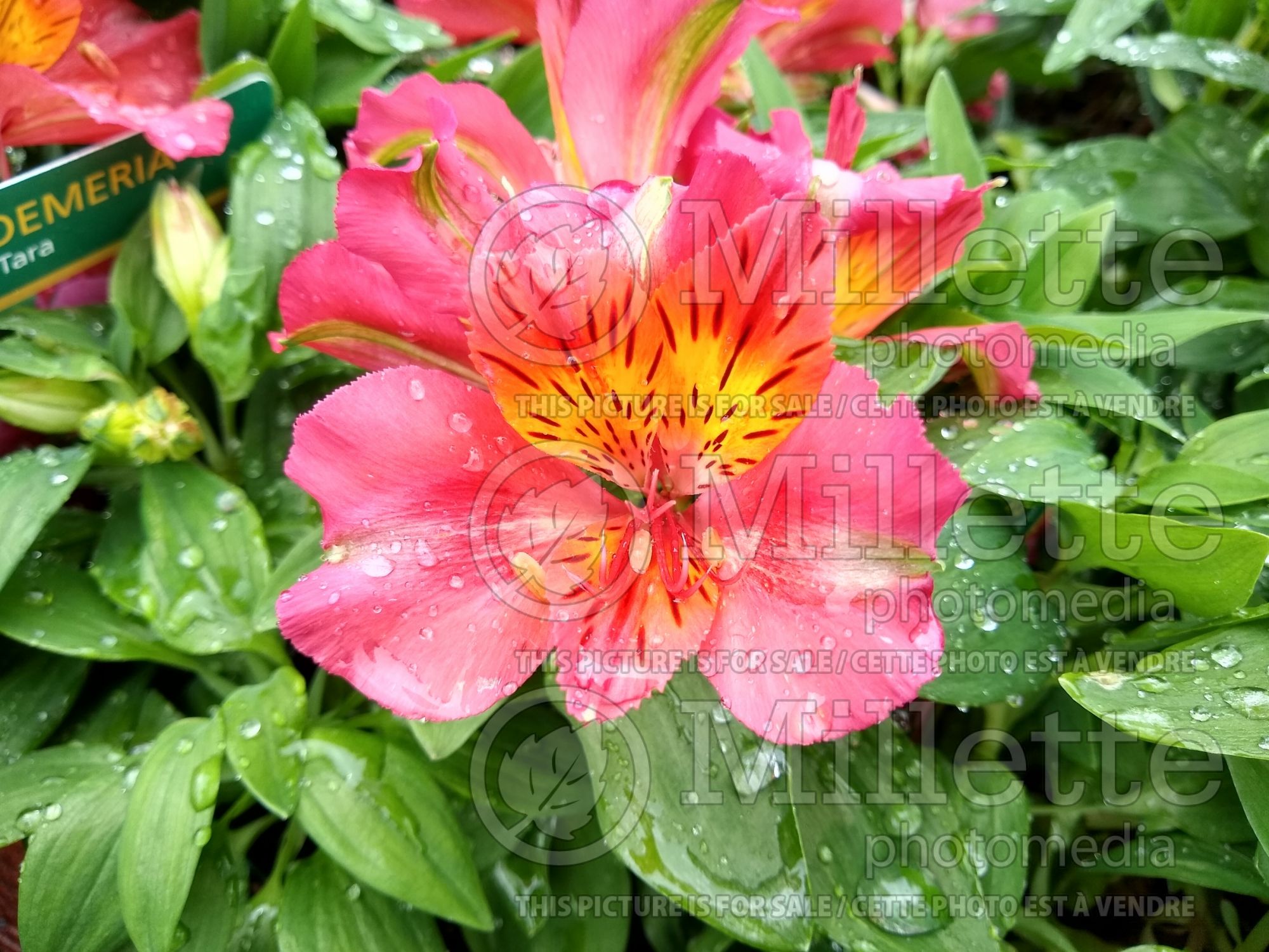Alstroemeria Little Miss Tara (Lily-of-the-Incas) 1