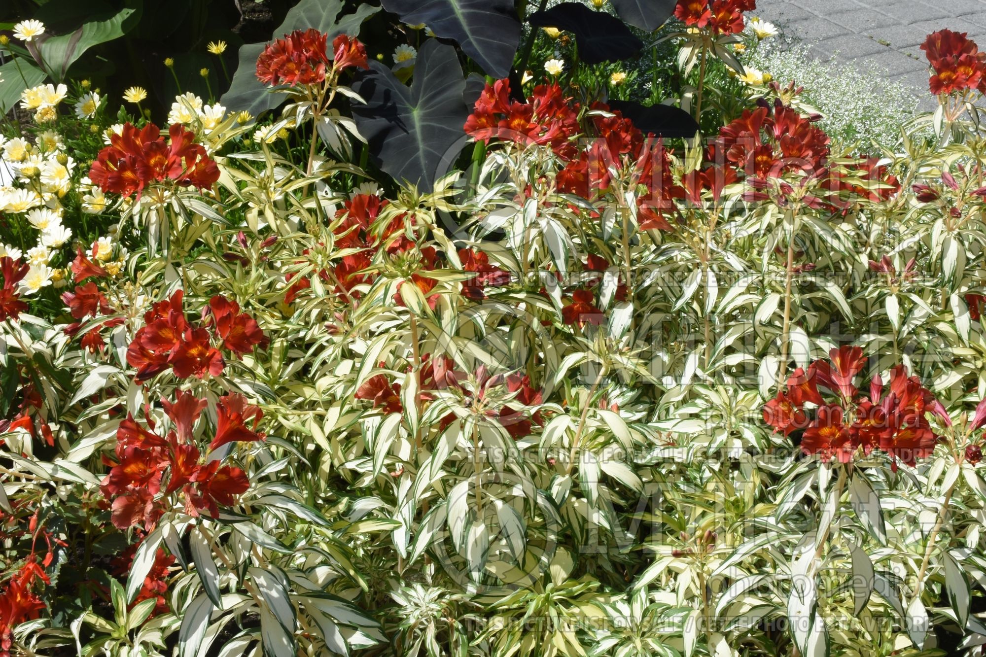 Alstroemeria Rock n Roll (Lily-of-the-Incas) 3