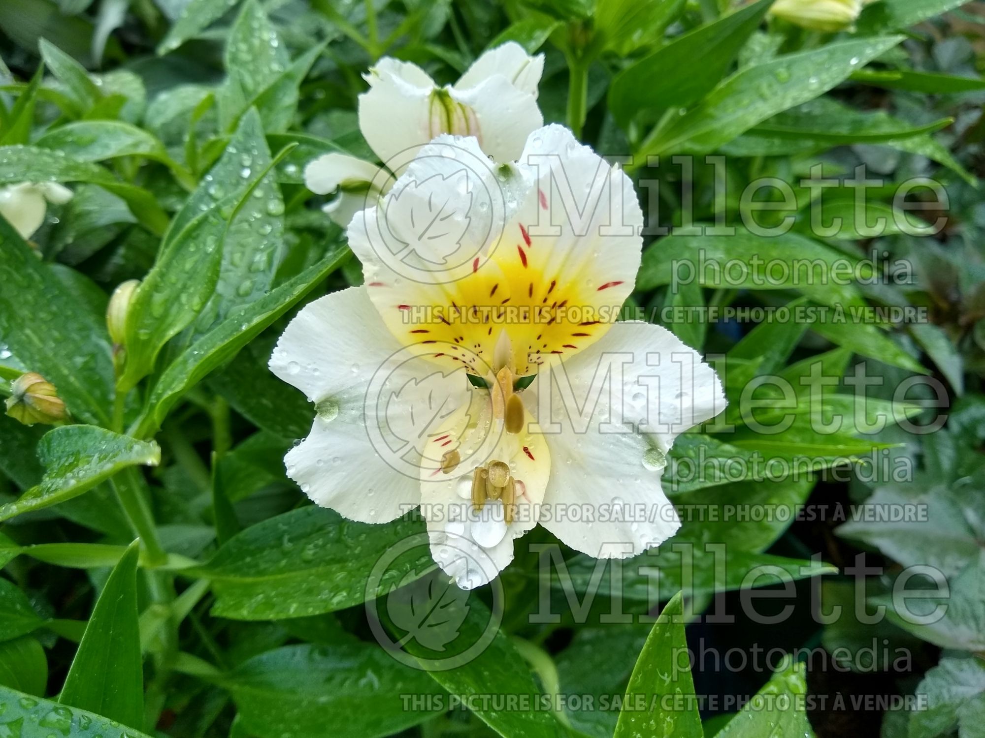Alstroemeria Summer Sky (Lily-of-the-Incas) 1