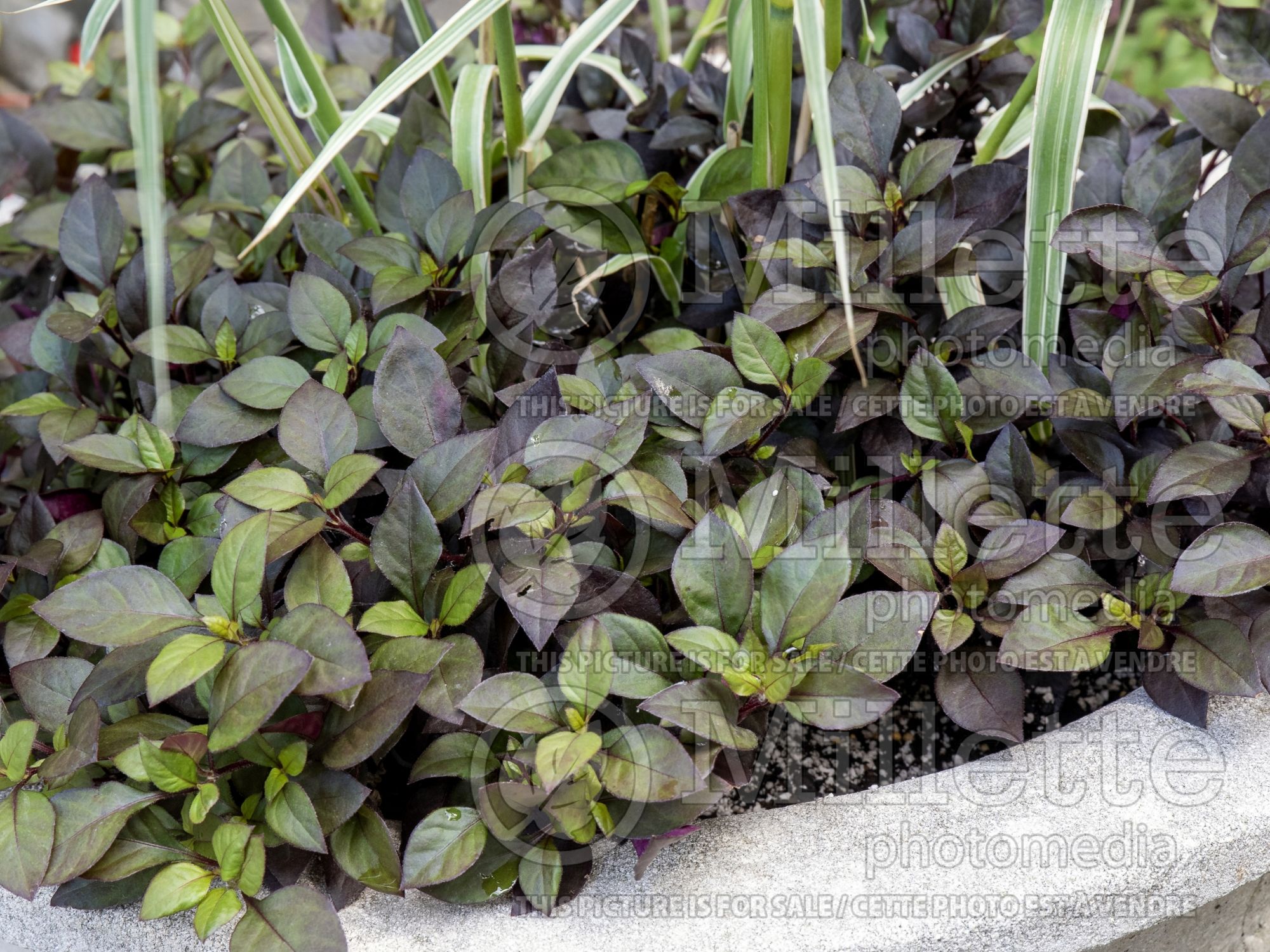Alternanthera Choco Chili (Joseph's Coat) 1