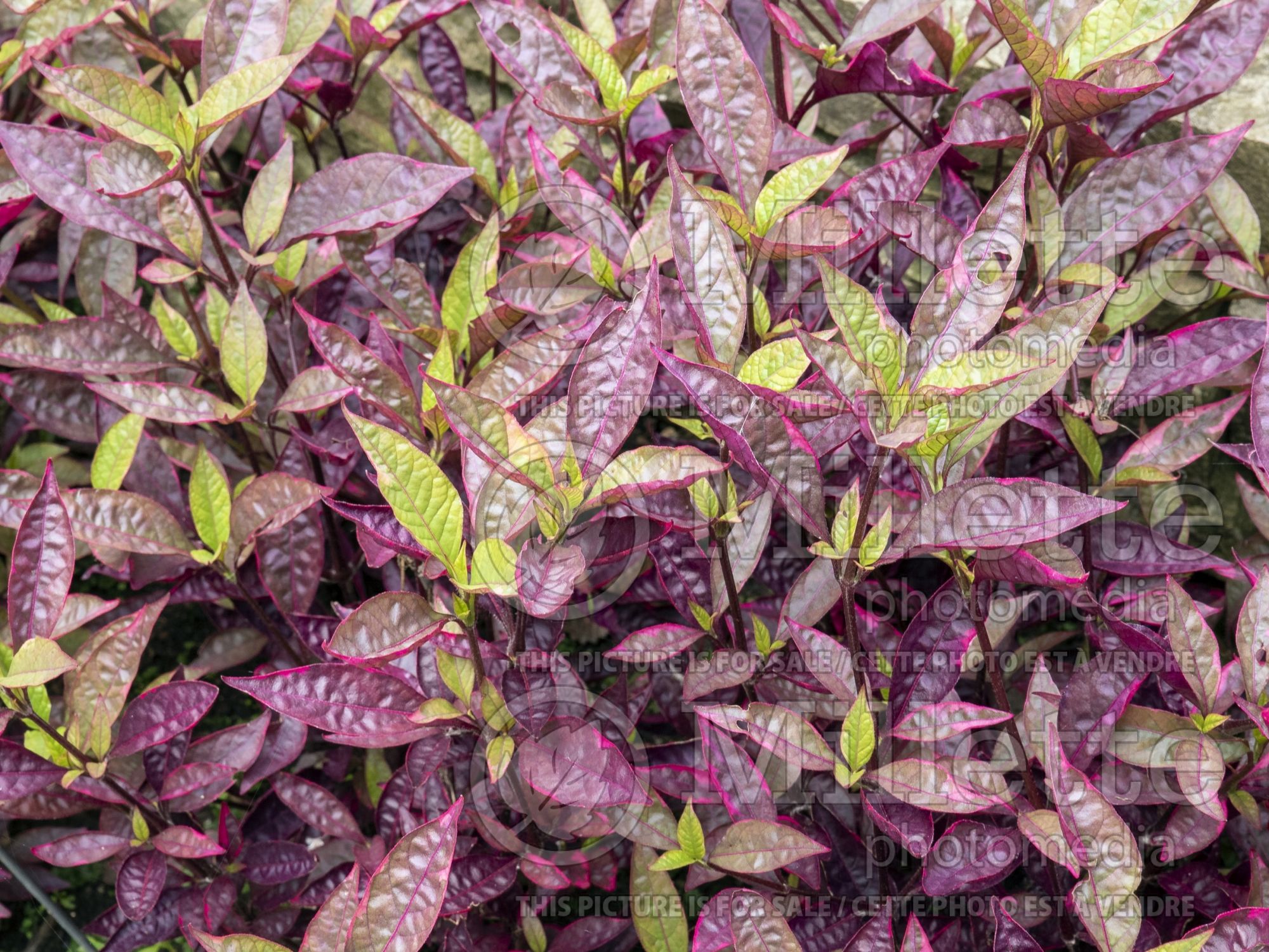 Alternanthera Brazilian Red Hots (Joseph's Coat) 1