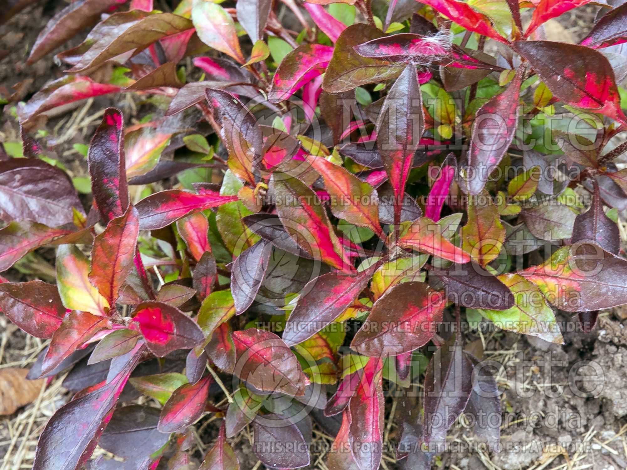 Alternanthera Red Carpet (Joseph's Coat) 1