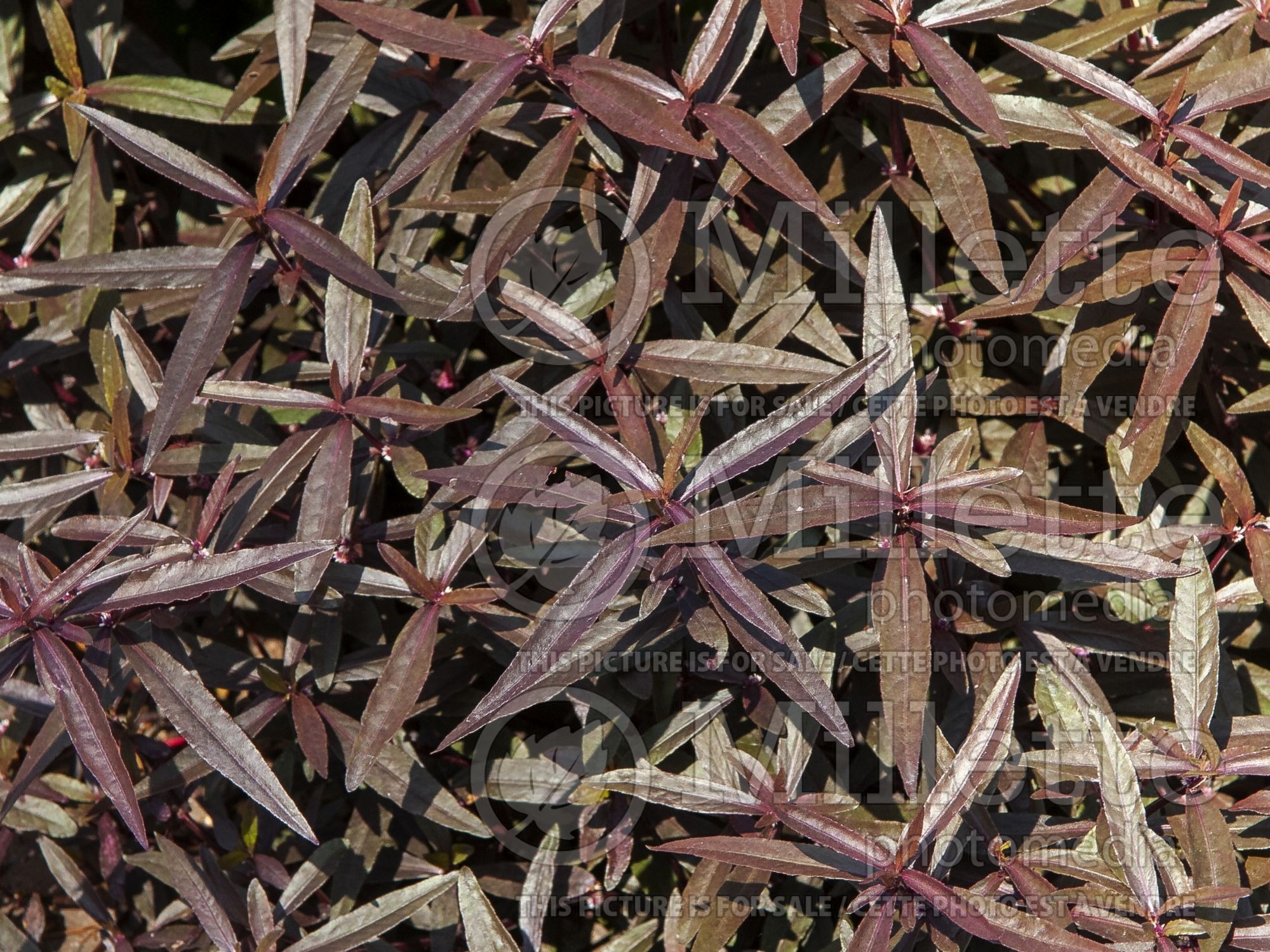 Alternanthera Ruby Red (Joseph's Coat) 1