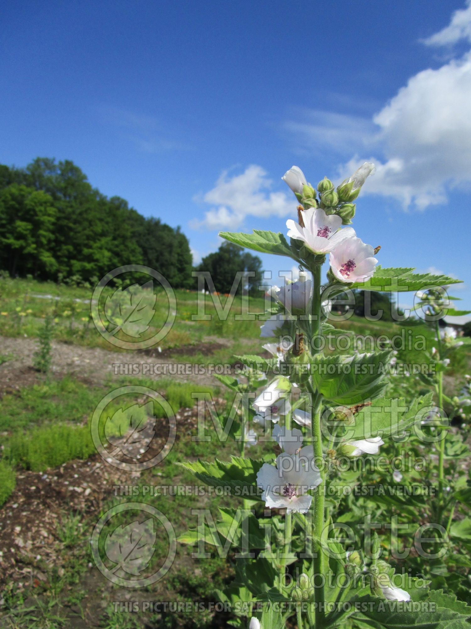 Althaea Erfurter (Marshmallow) 1