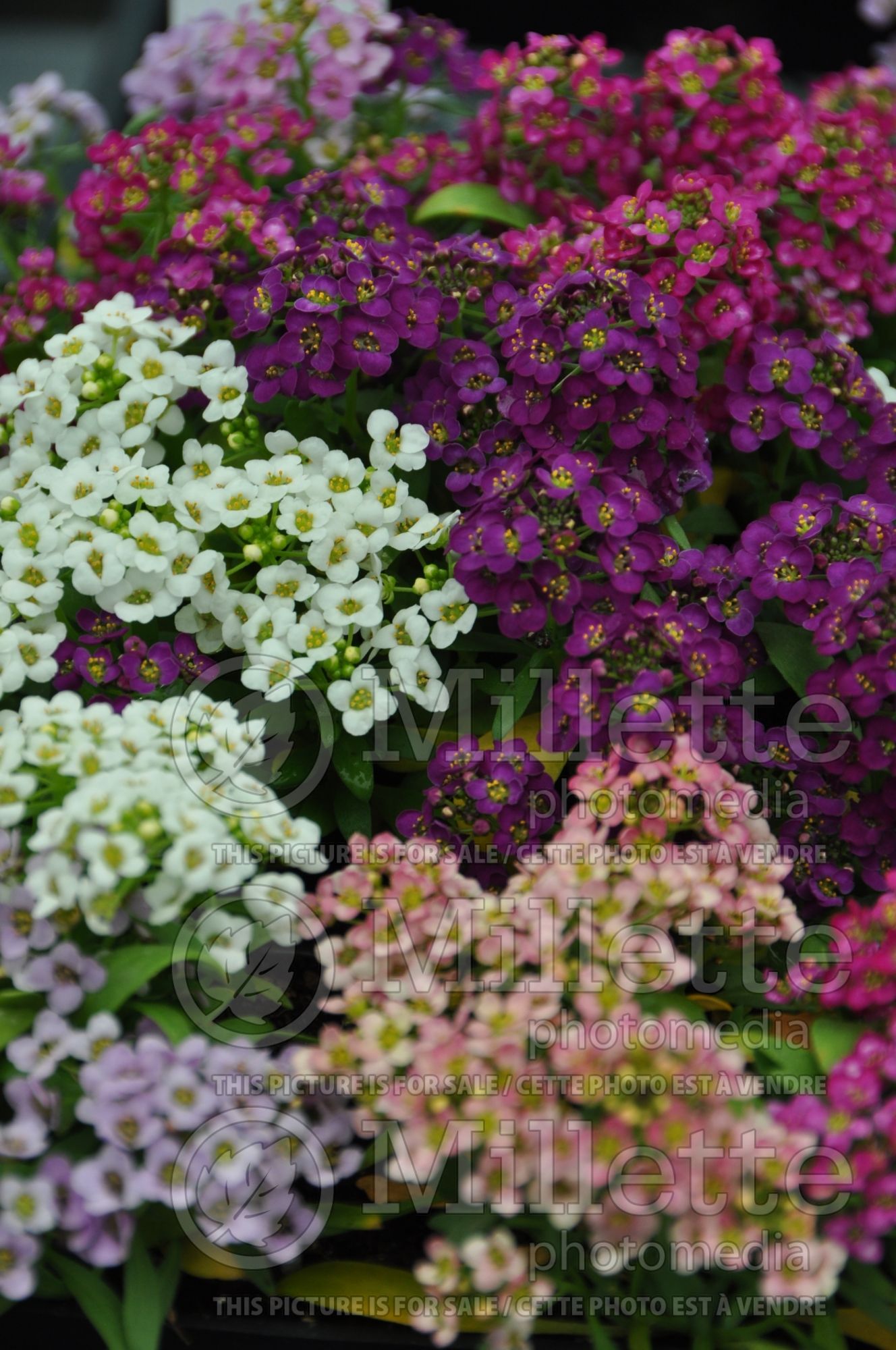 Alyssum Mix (Sweet alyssum) 1