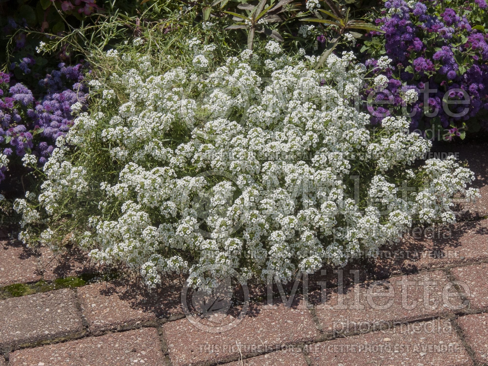 Alyssum aka Lobularia Carpet of Snow (Madwort) 2