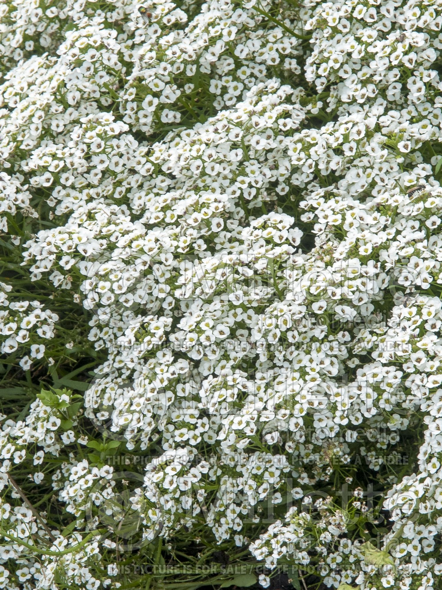 Alyssum aka Lobularia Carpet of Snow (Madwort) 9